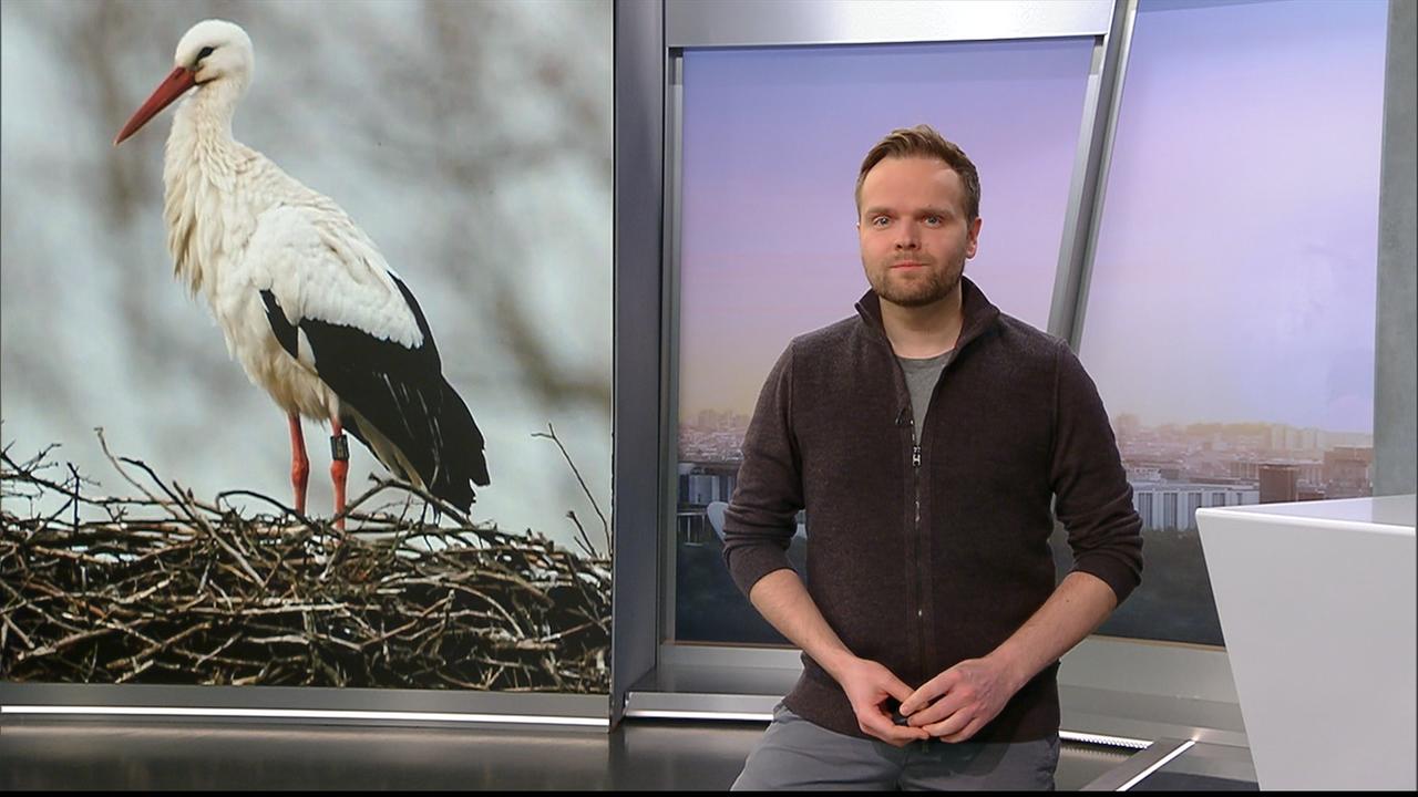 So Wird Das Wetter Am Donnerstag - ZDFheute