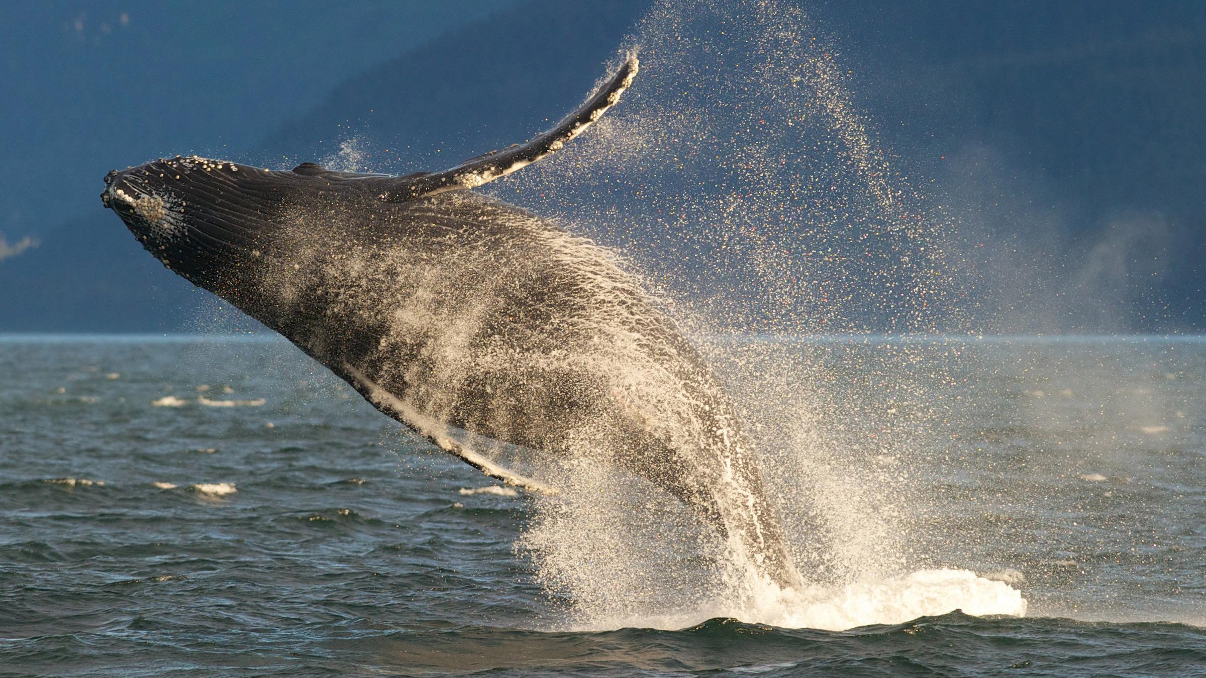 an adult humpback whale breaches in lynn canal near juneau, alaska