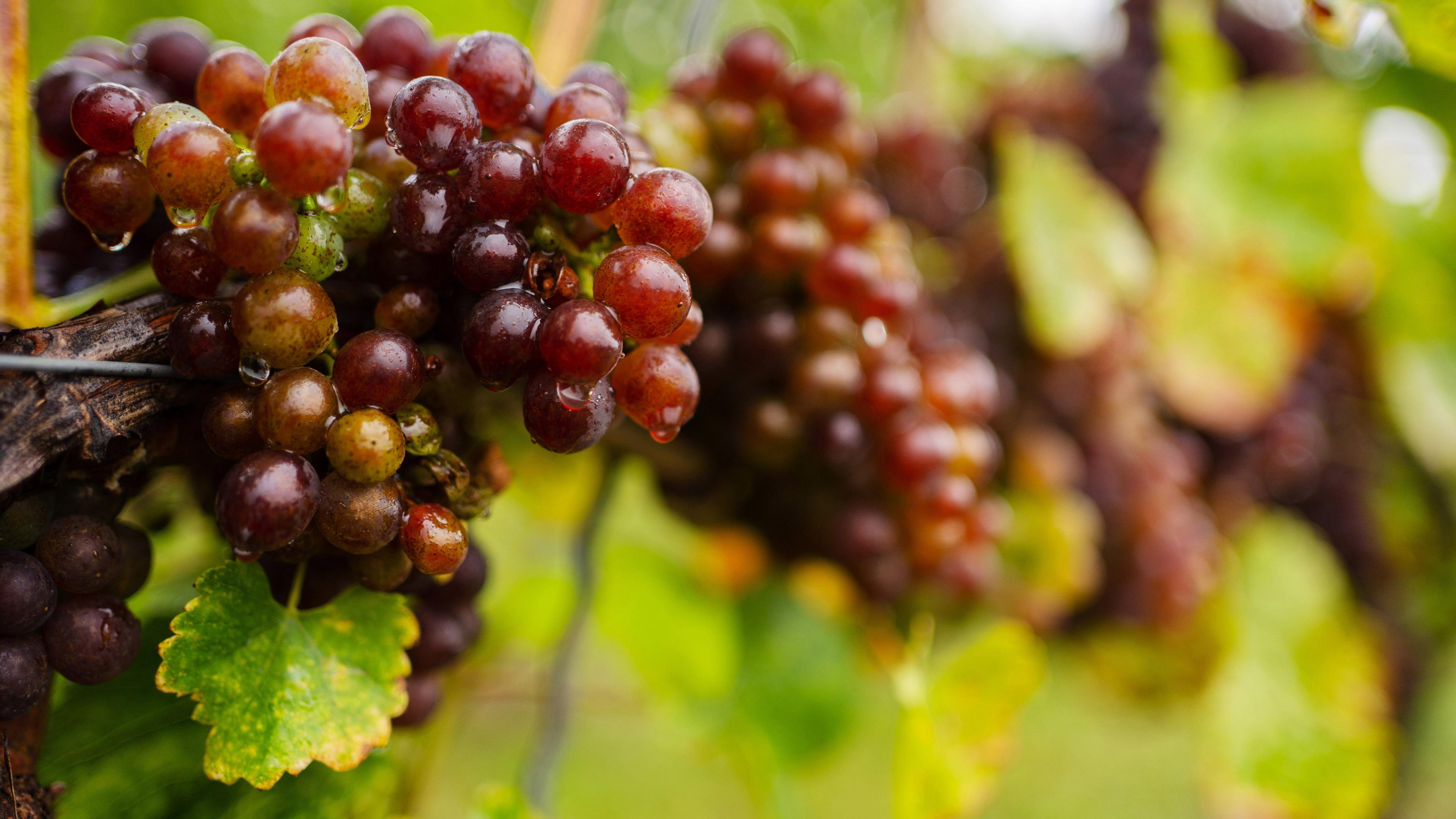 Trauben der Sorte 'Blauer Silvaner' hängen an einem Rebstock.