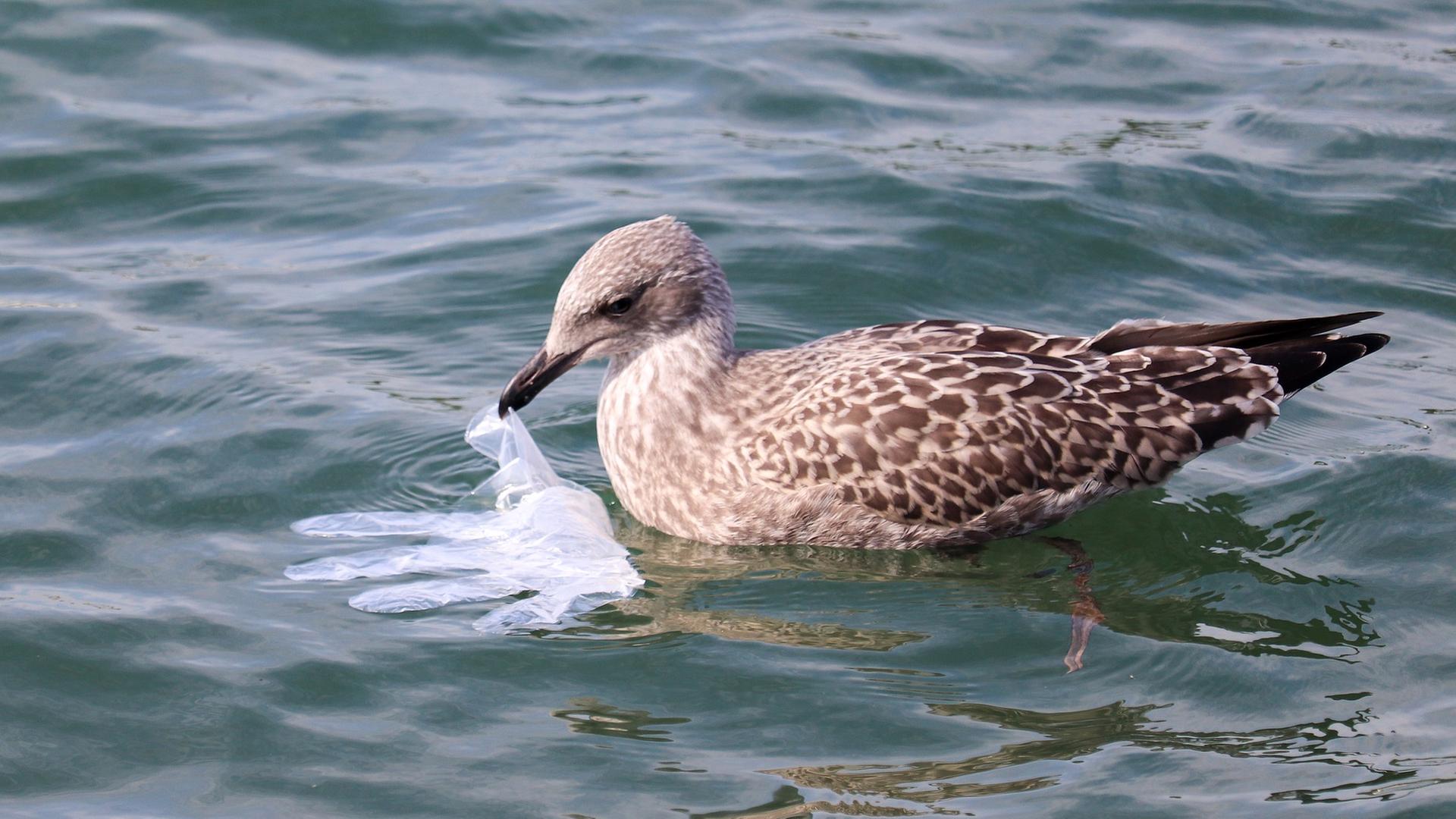 Möve holt Plastikhandschuh aus dem Wasser