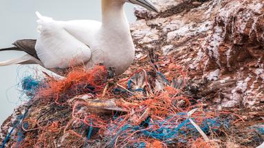 Nano - Nano Vom 16. September 2022: Norwegens Fjorde Werden Von Plastik Gesäubert