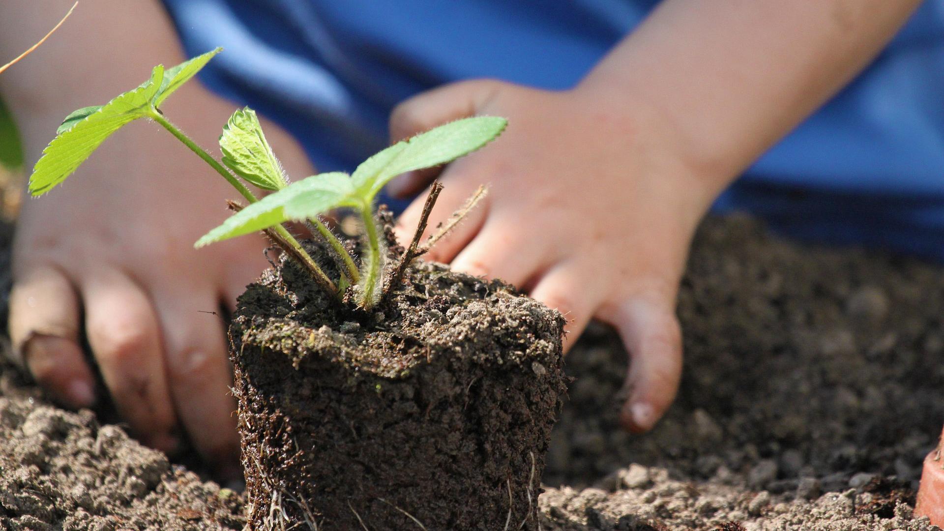 Kleine Pflanze mit Gartenerde