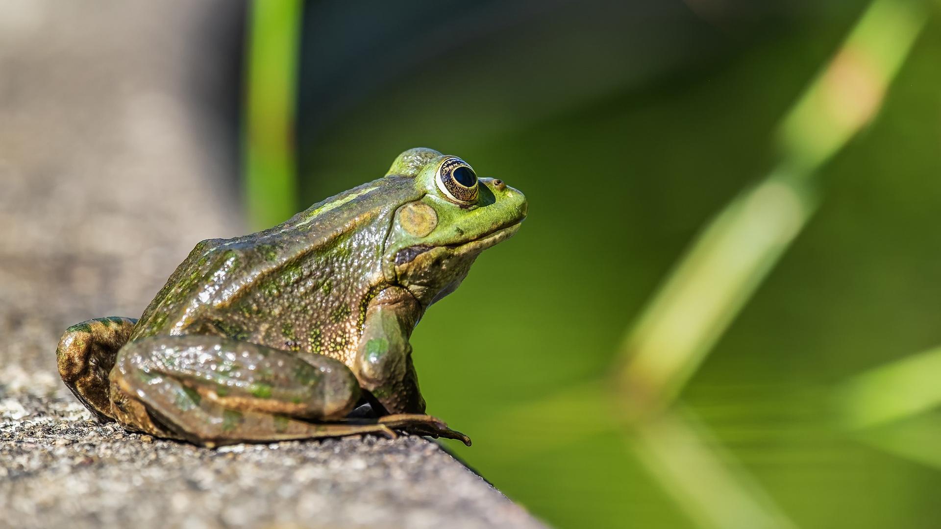 Wasserfrosch, nah