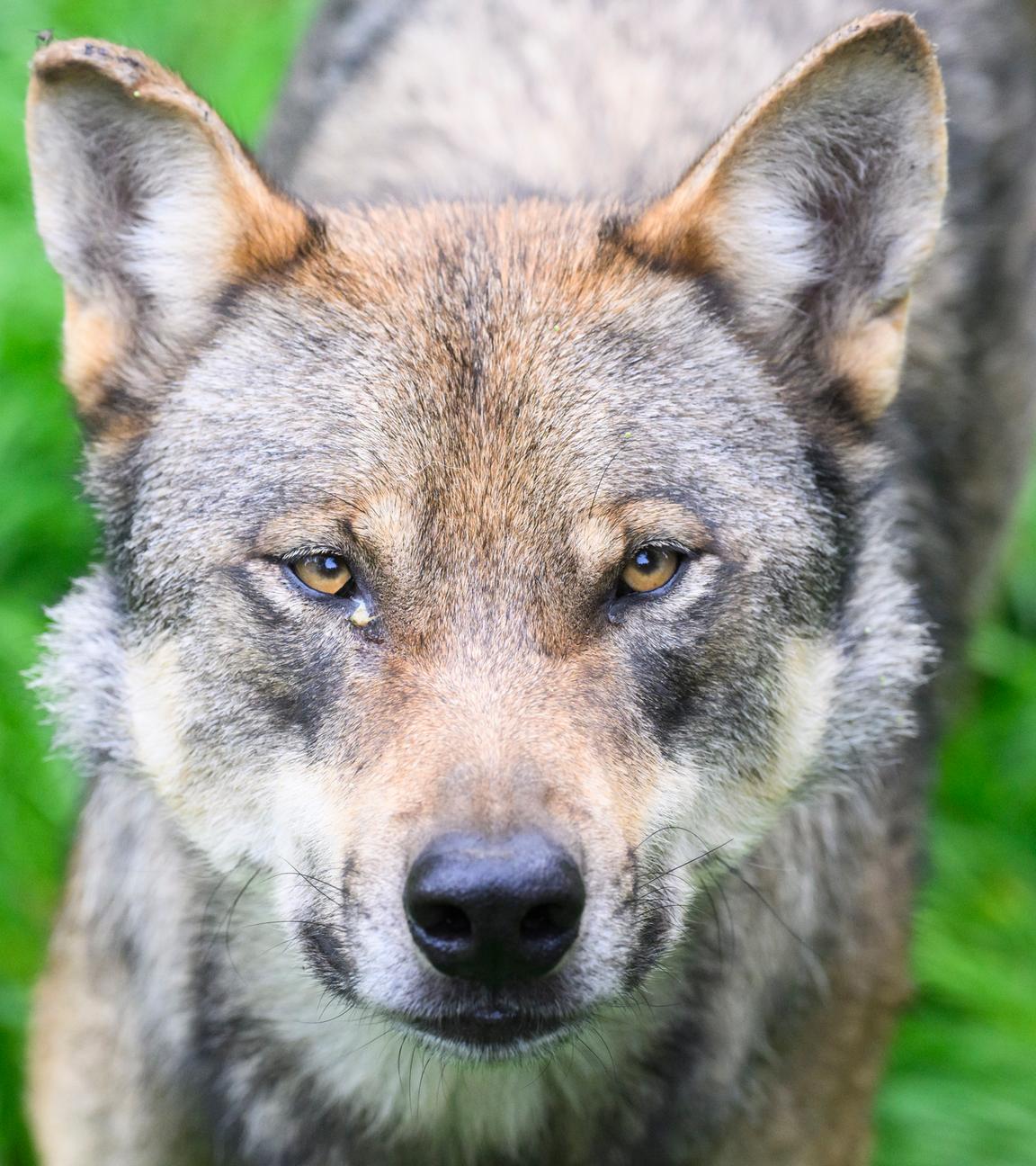 Wolfsjagd in Deutschland?