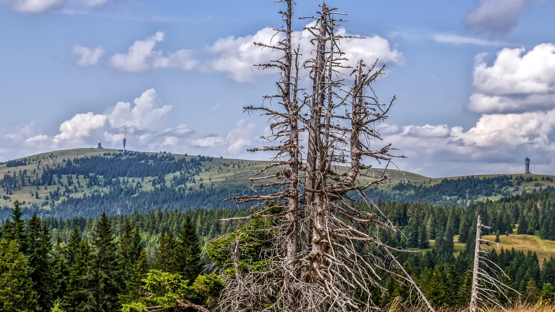 Abgestorbener Baum, im HintergrundWald