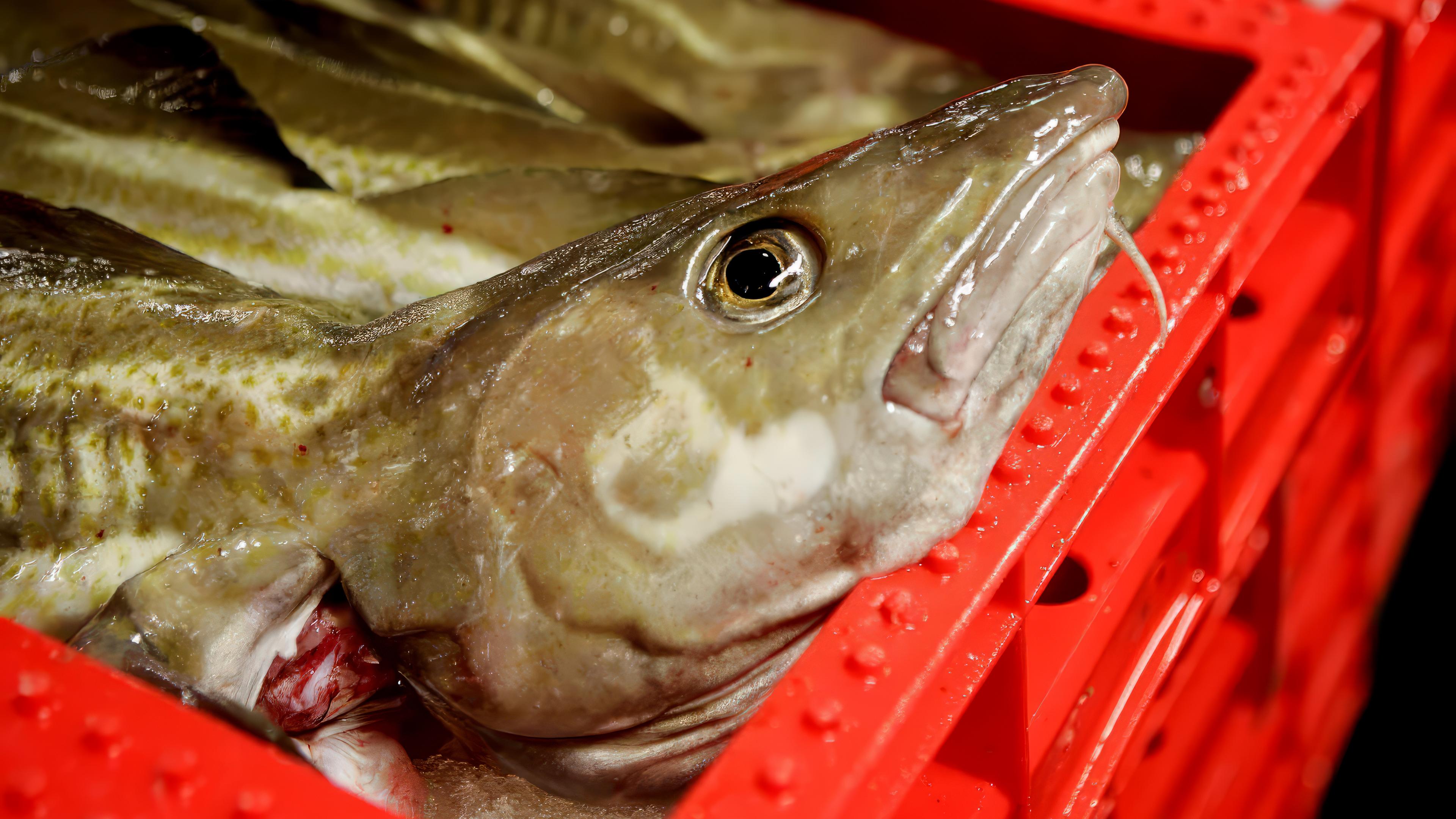 Gefischter Kabeljau in roten Plastikkisten