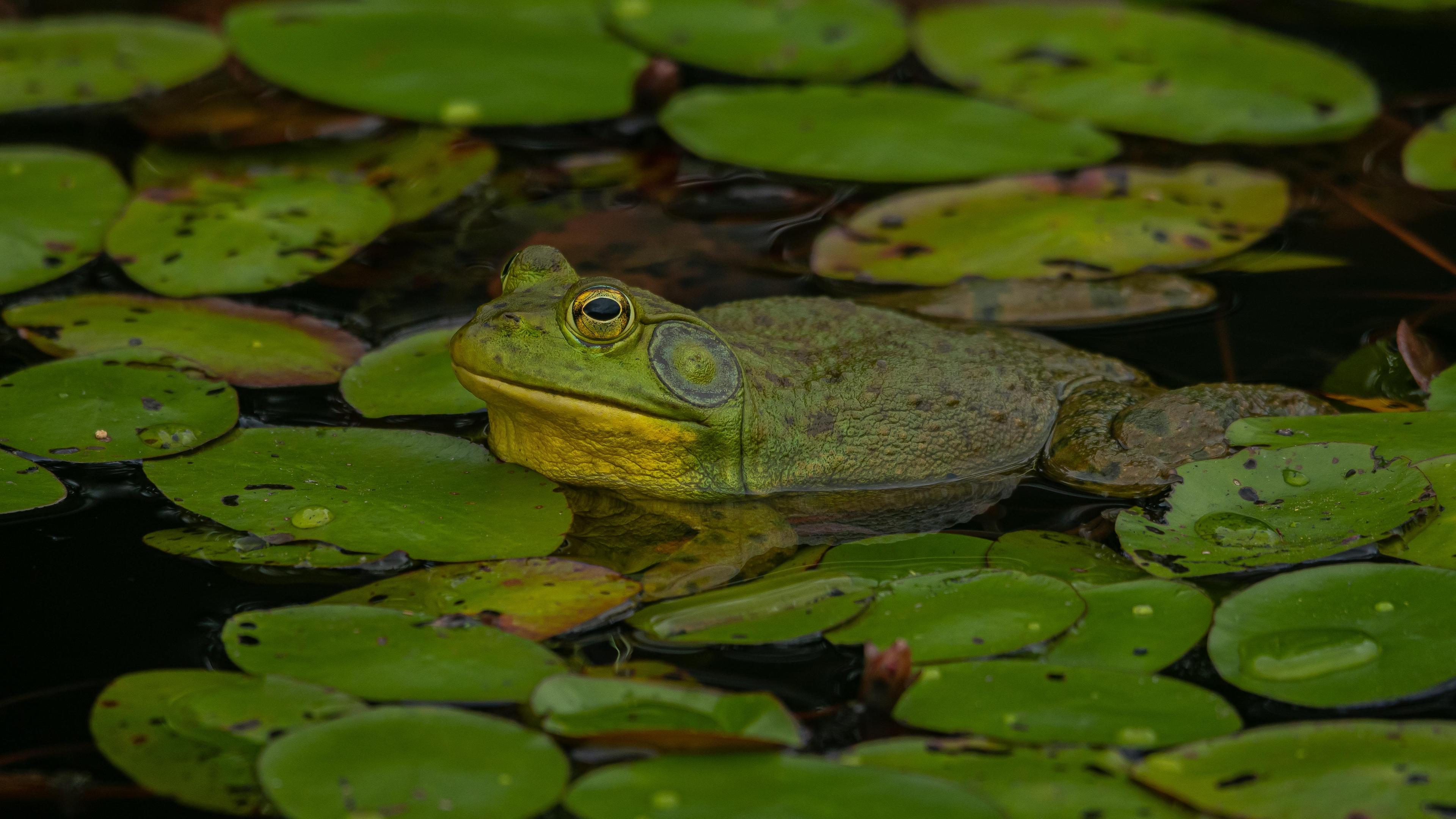 Ochsenfrosch in einem Teich