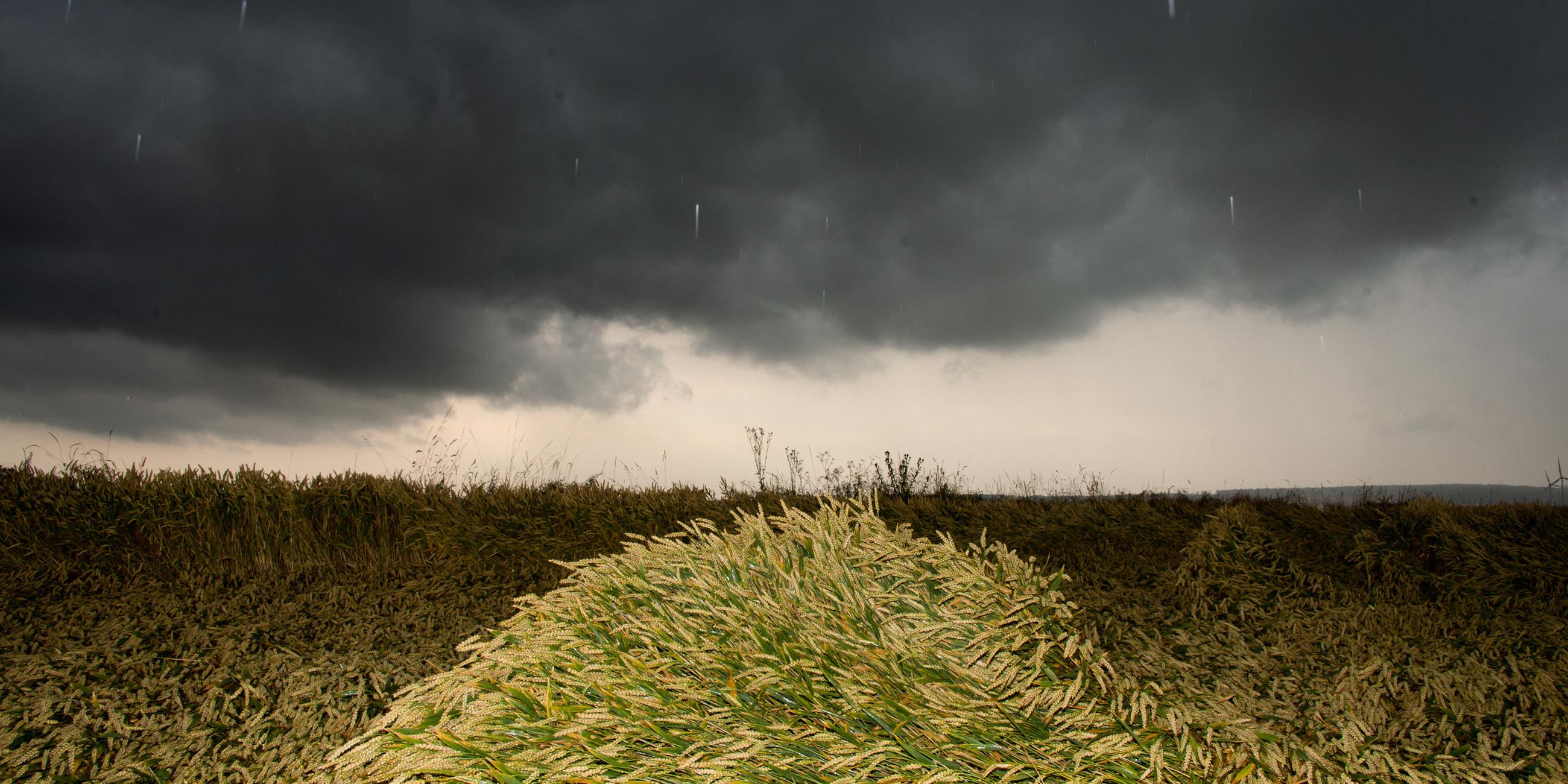 Ein von Unwetter geschädigtes Weizenfeld