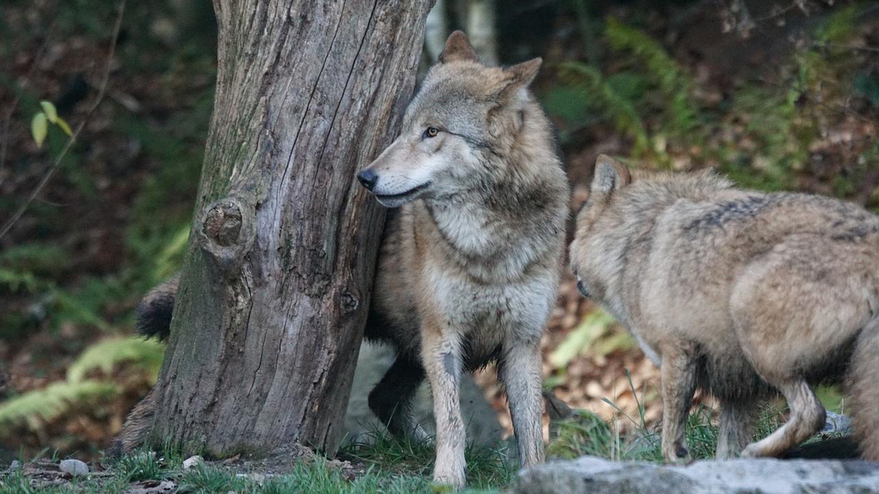 Wölfe in der Natur