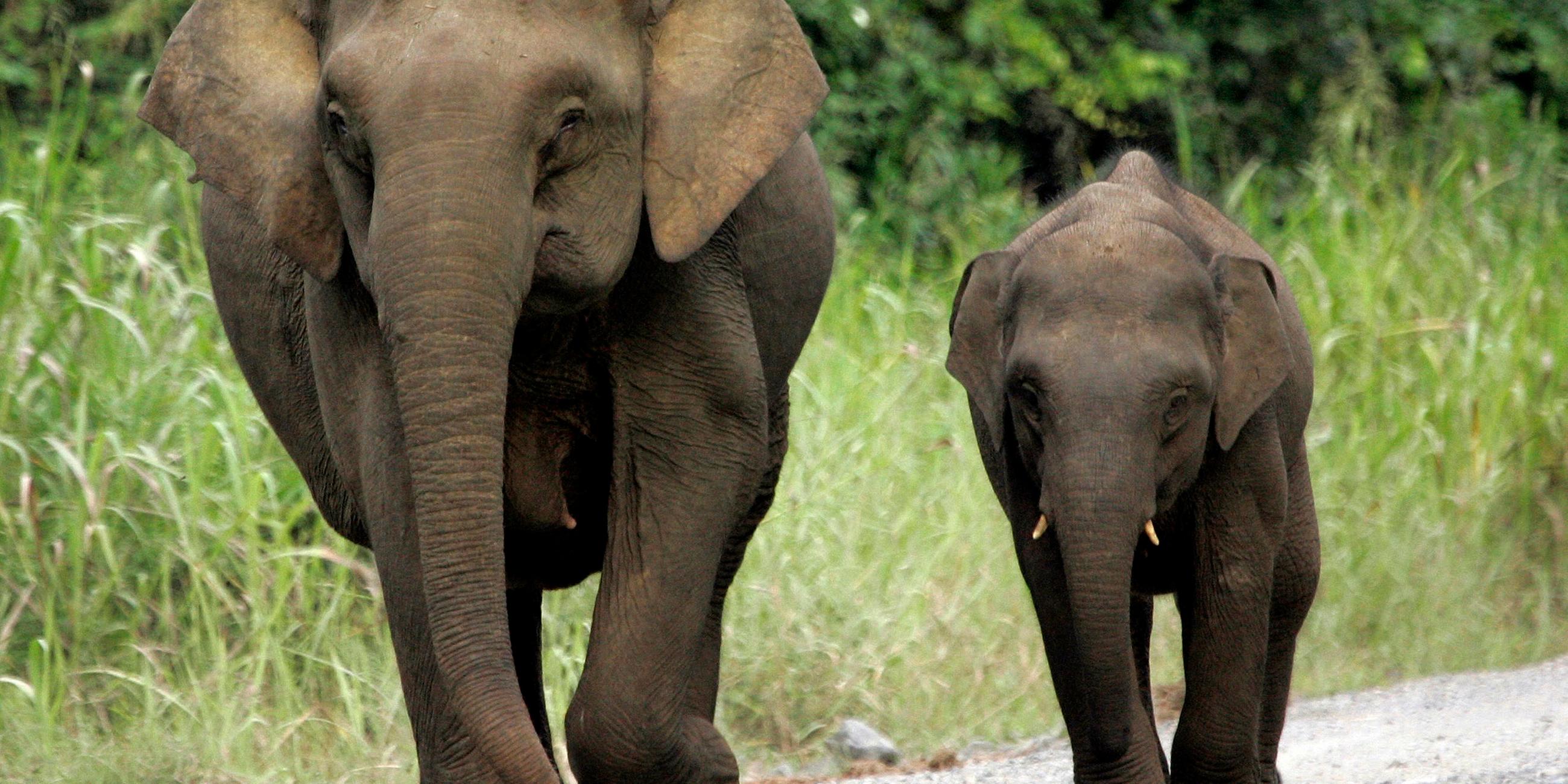 Mini Elefanten in Borneo