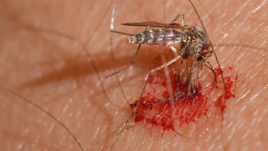 Nano - Bodensee: Invasion Der Stechmücken