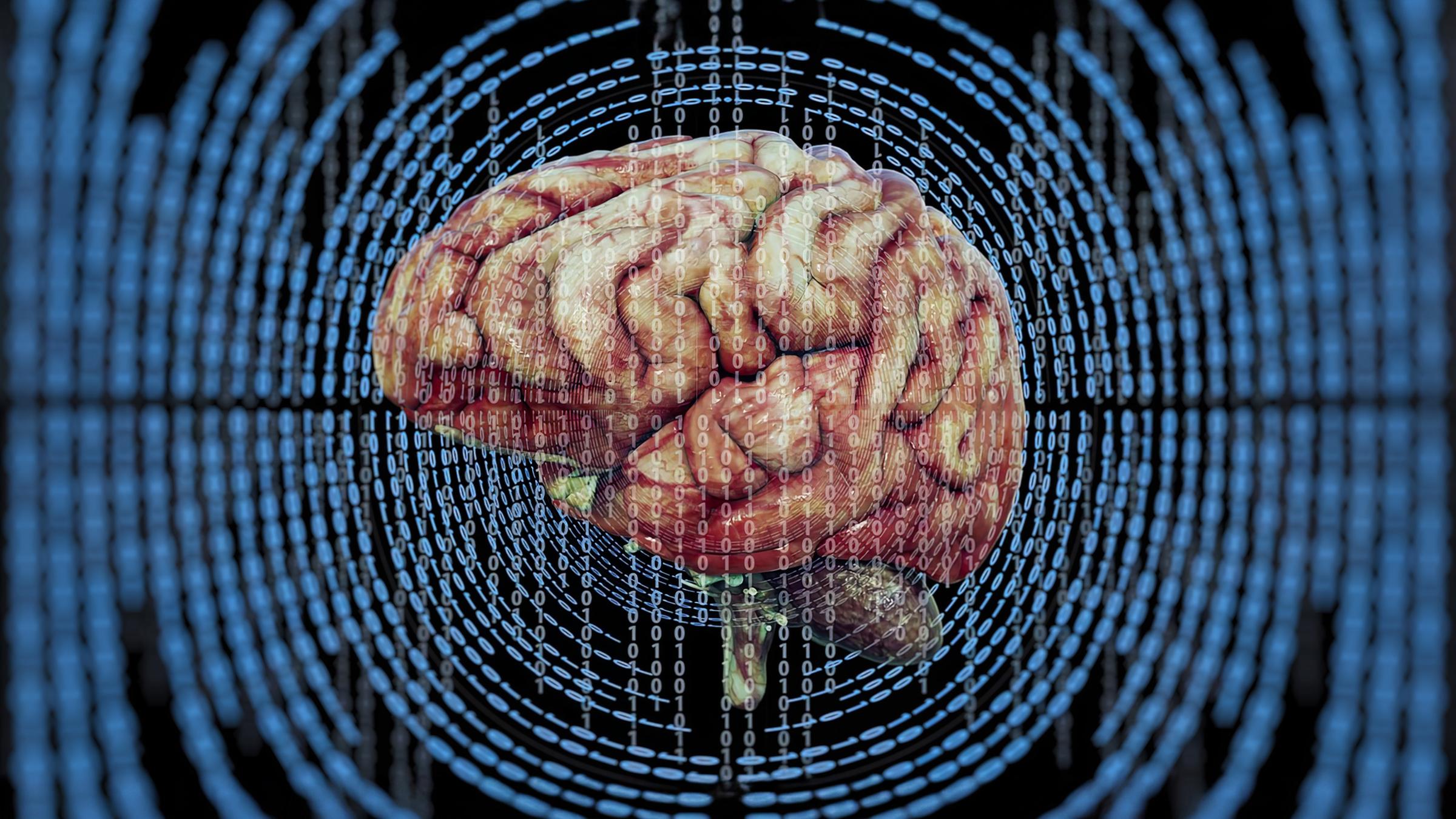 Simulation menschliches Gehirn