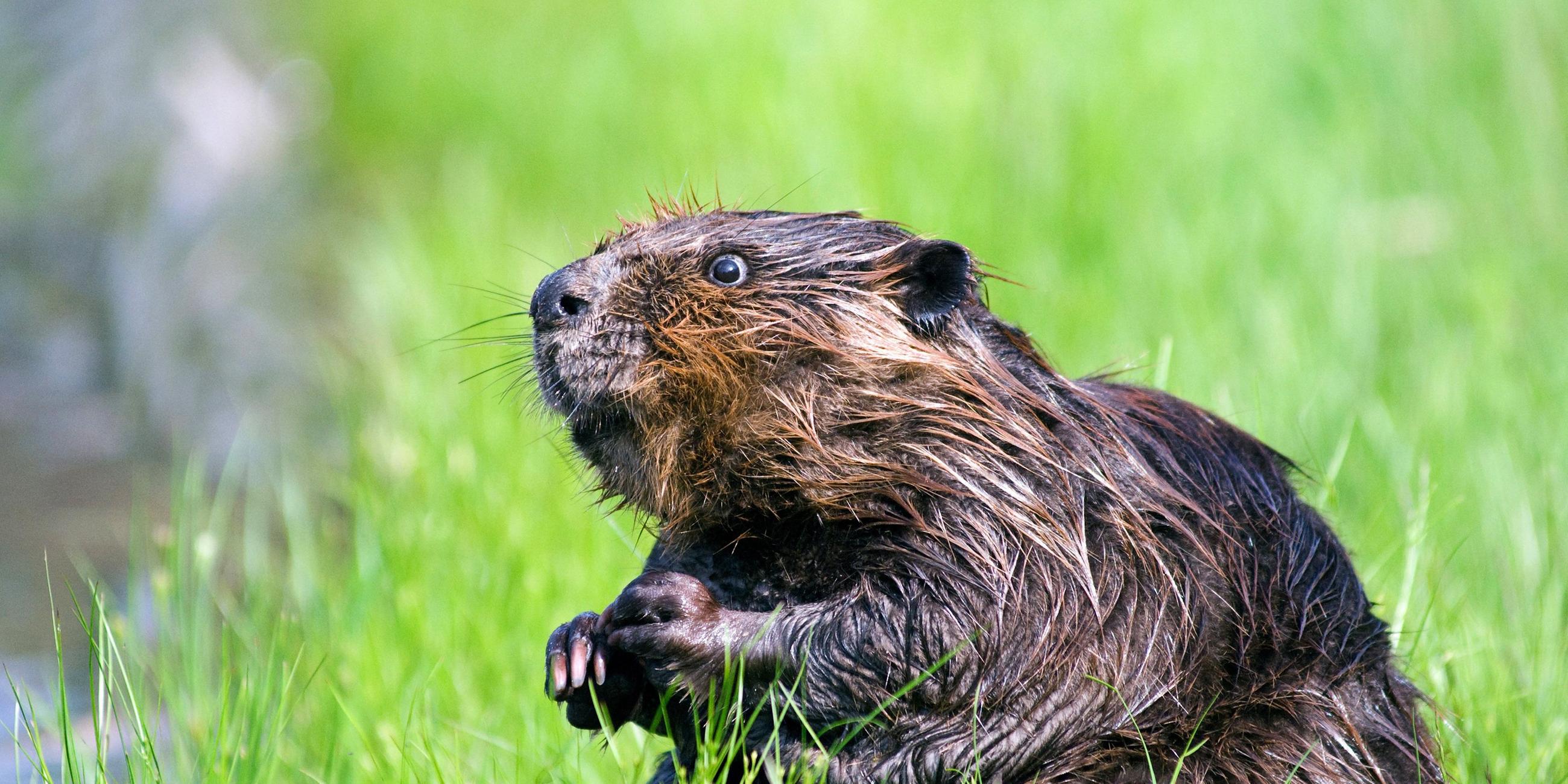 Biber auf einer Wiese