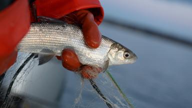 Nano - überfischung Der Meere: Wenige Fischbestände, Hoher Preis