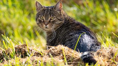 Nano - Raubtiere Auf Samtpfoten: Wenn Katzen Zur Plage Werden