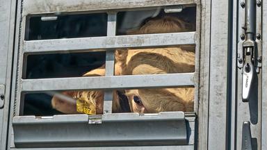 37 Grad - Tiertransporte: Gefangen Zwischen Grenzen