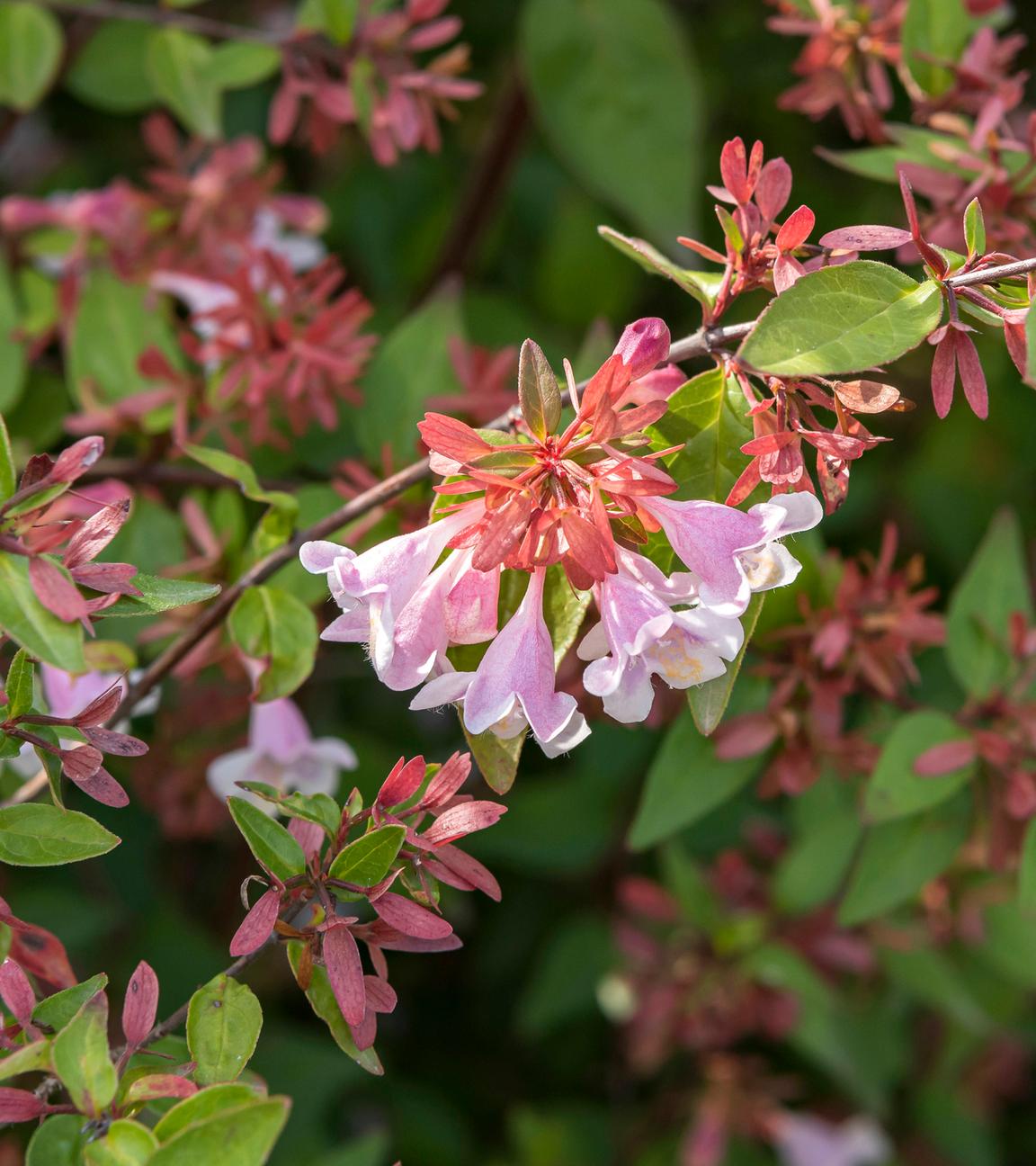 Blühende Abelia