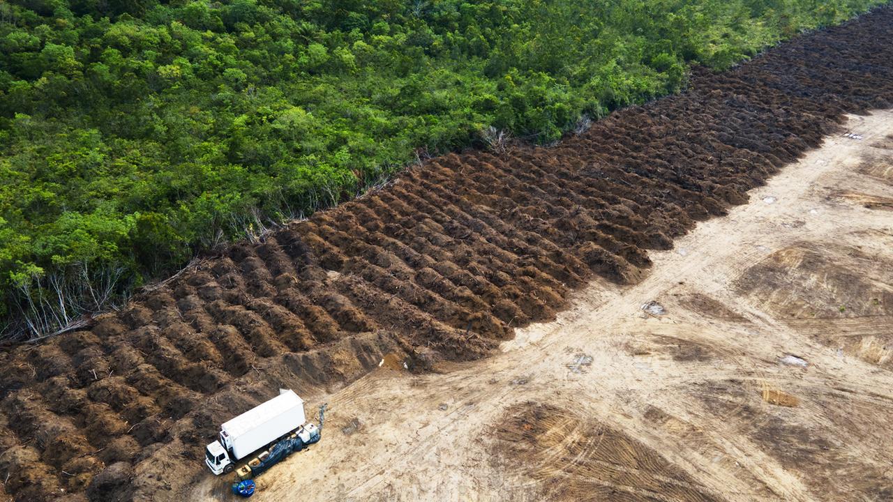 Trauriger Höchststand bei Regenwald-Abholzung
