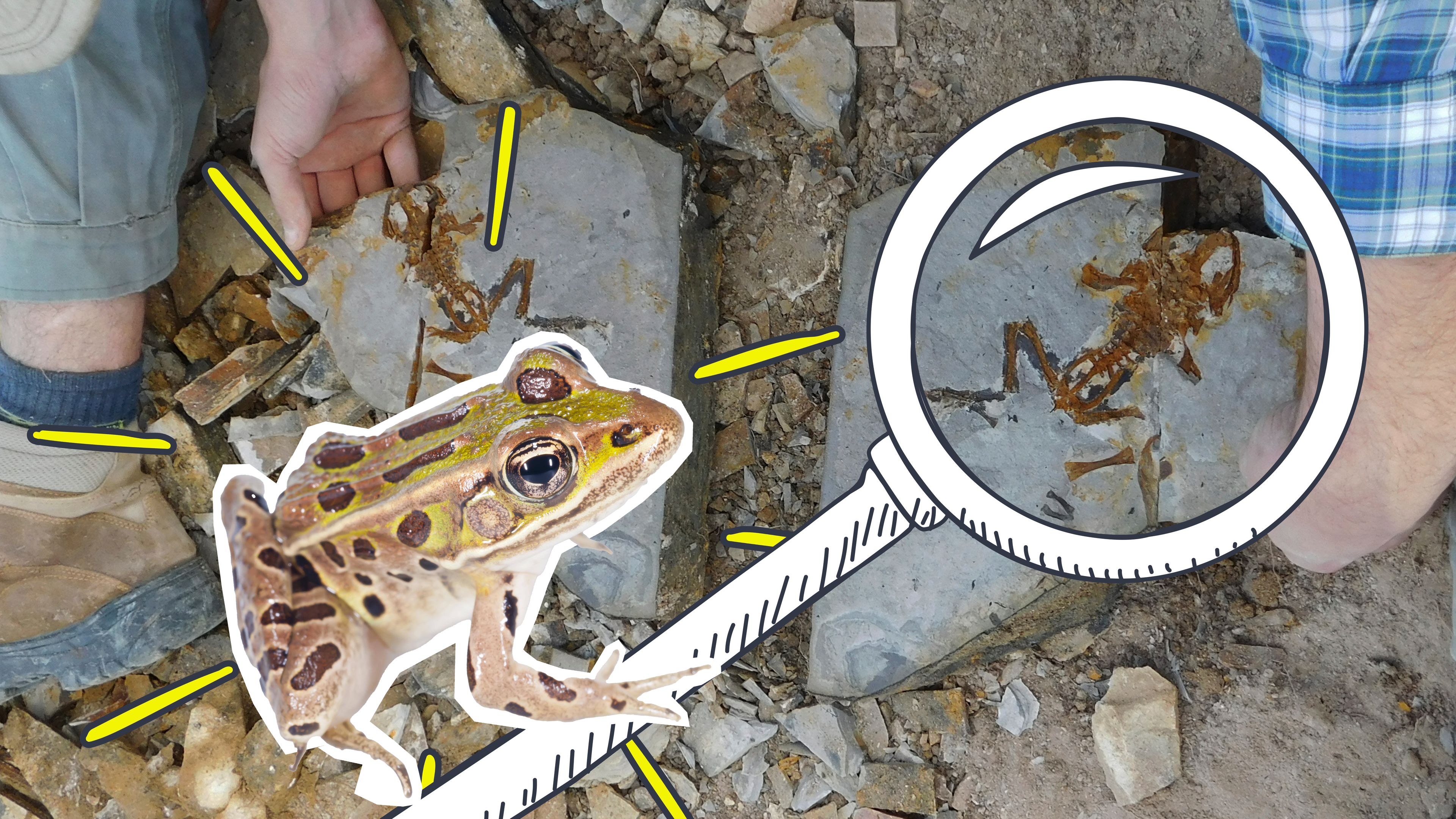 Ältestes Kaulquappen-Fossil mit Lupe und Frosch