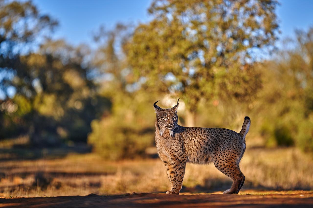 Iberischer Luchs