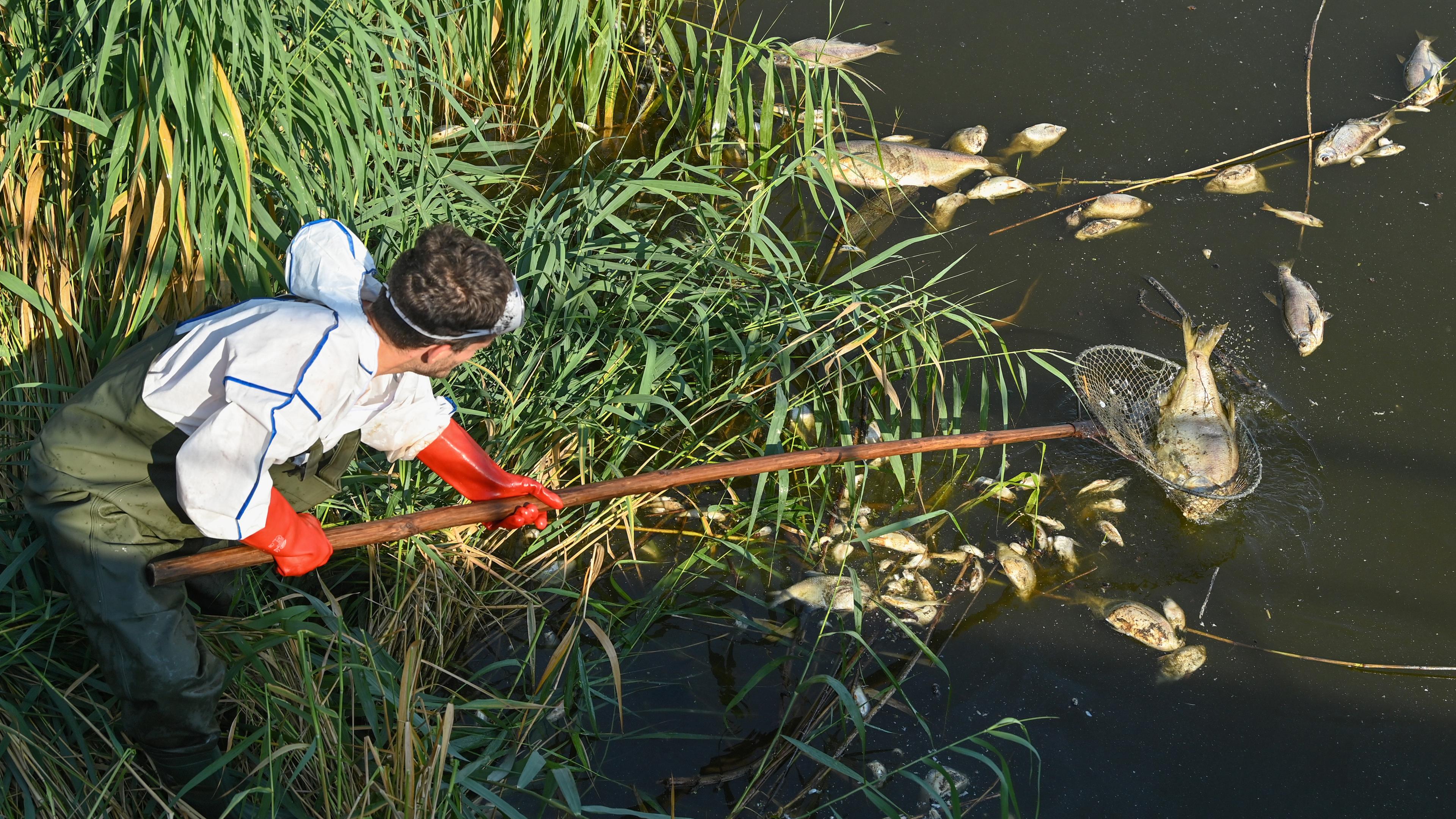 Mann fischt mit einem Kescher tote Fische aus der Oder