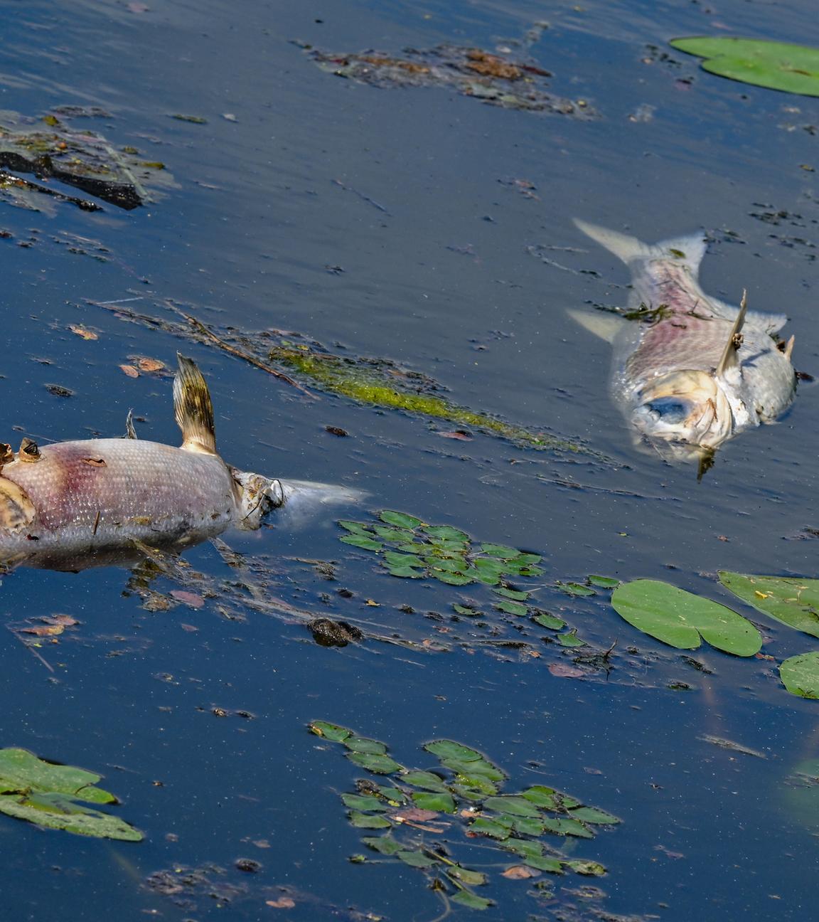 Erneut tote Fische