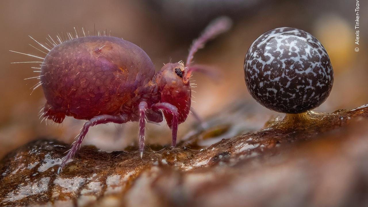 Wildlife Photographer of the Year