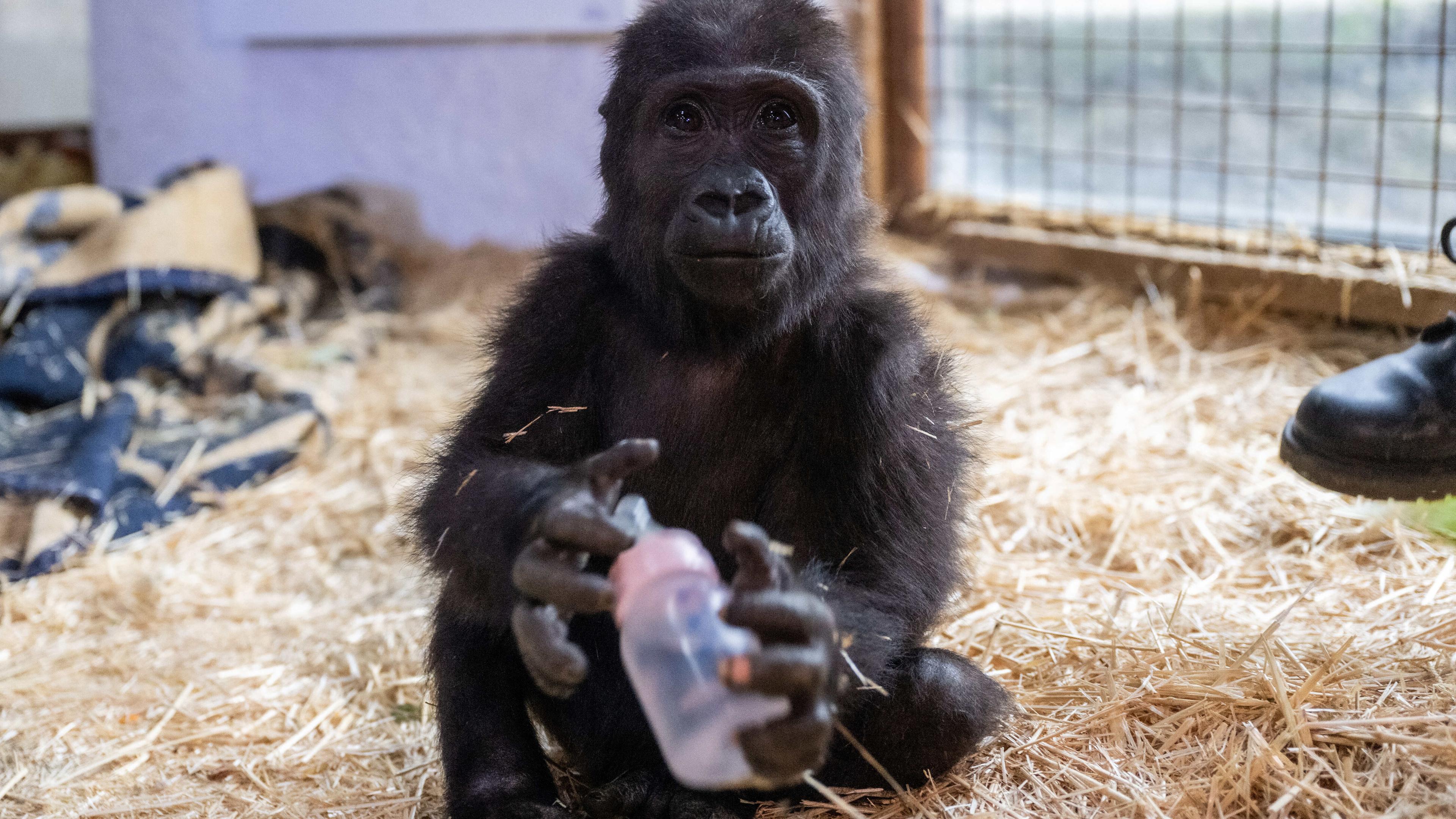 Das am Istanbuler Flughafen gefangene Gorillajunge namens Zeytin 