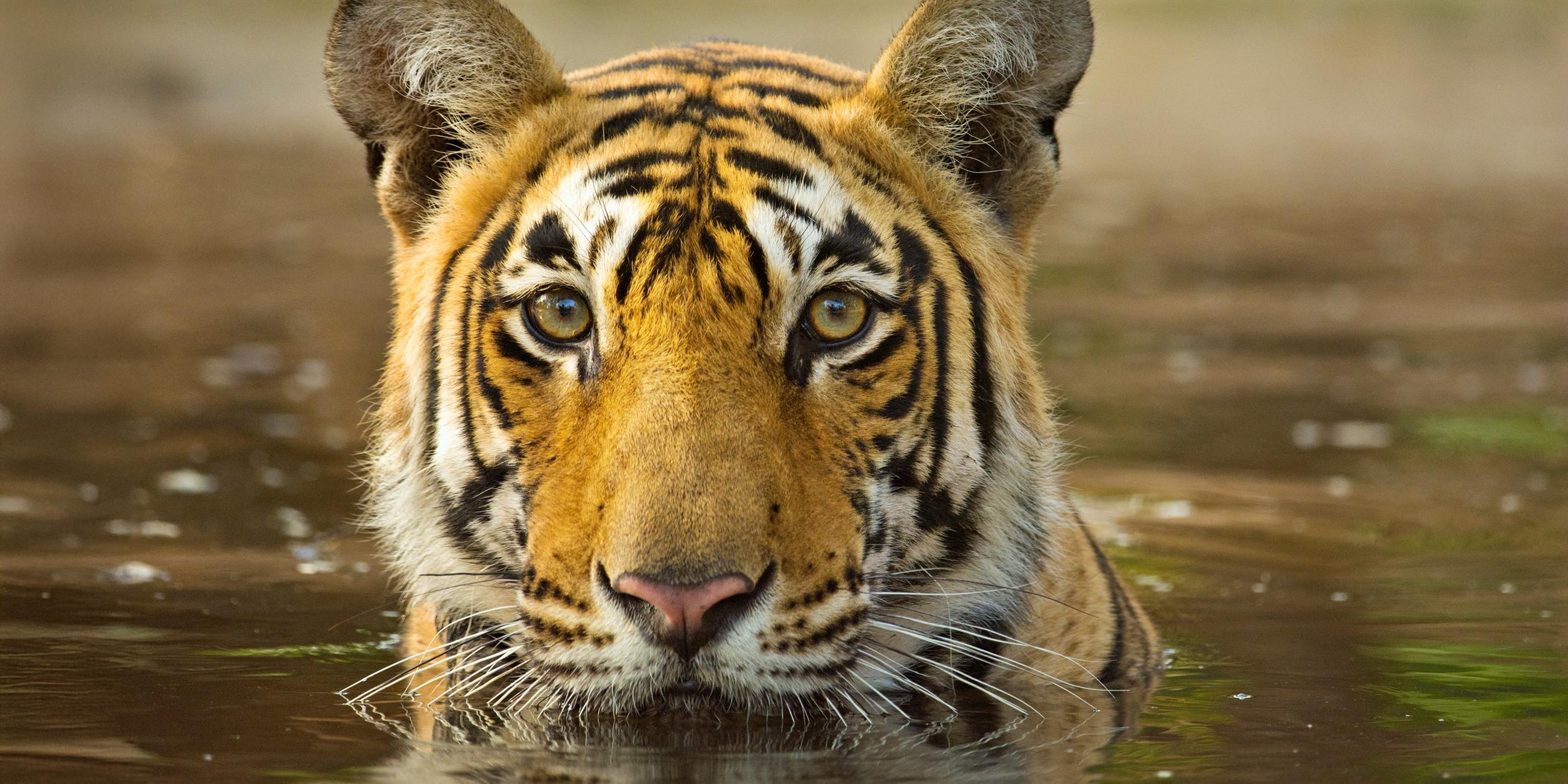 Potrait Tiger im Wasser.