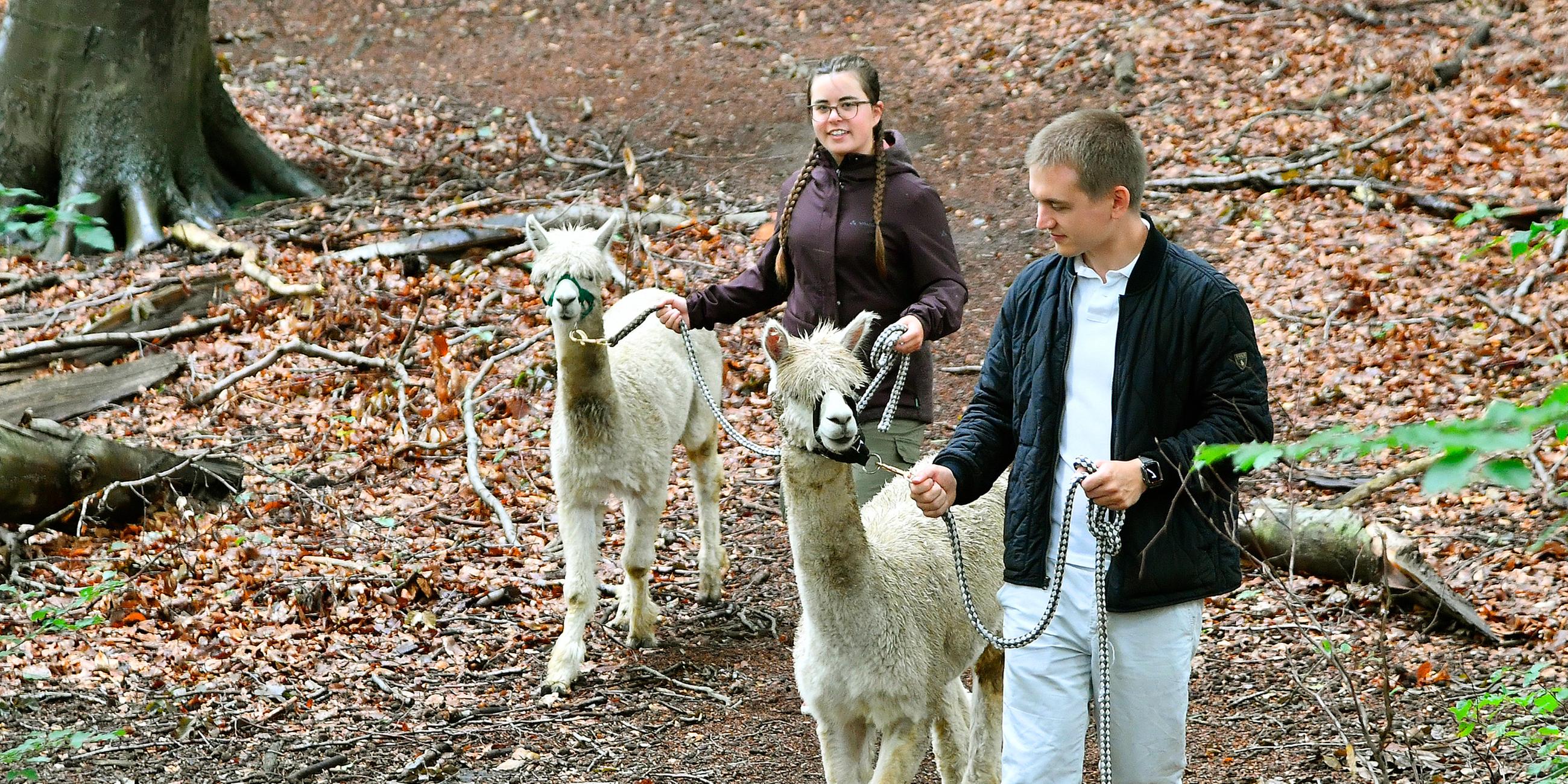 Wanderer führen Alpakas durch Wald bei WittenStockum