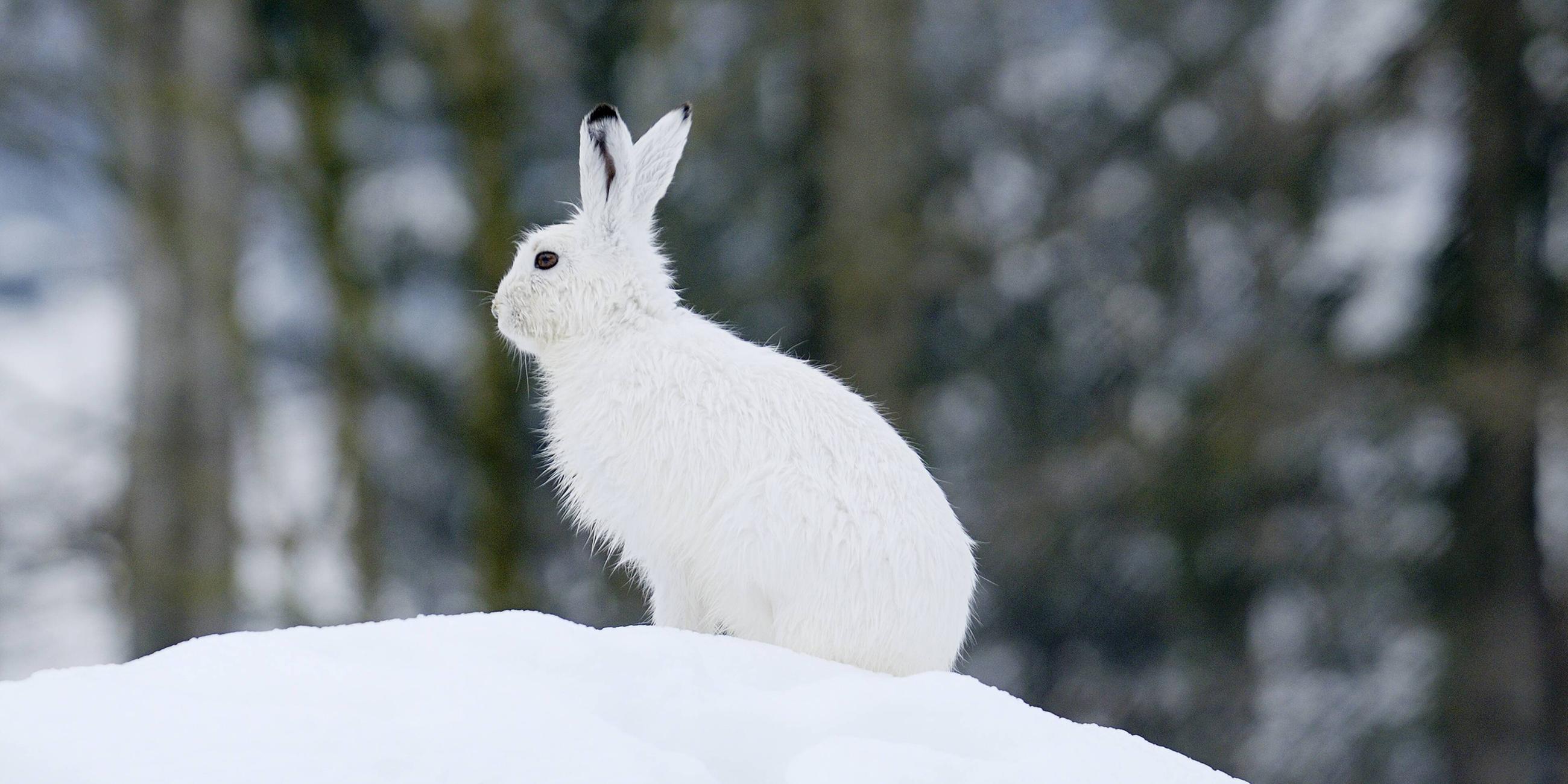 Alpenschneehase in einer winterlichen Umgebung