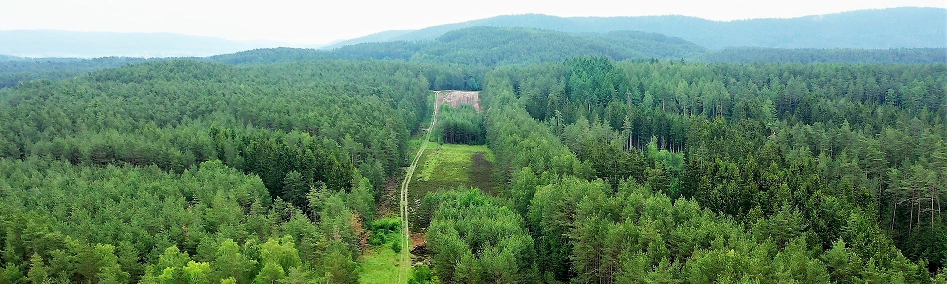 Ein breiter Erdstreifen trennt das Waldgebiet zwischen Thüringen und Bayern.