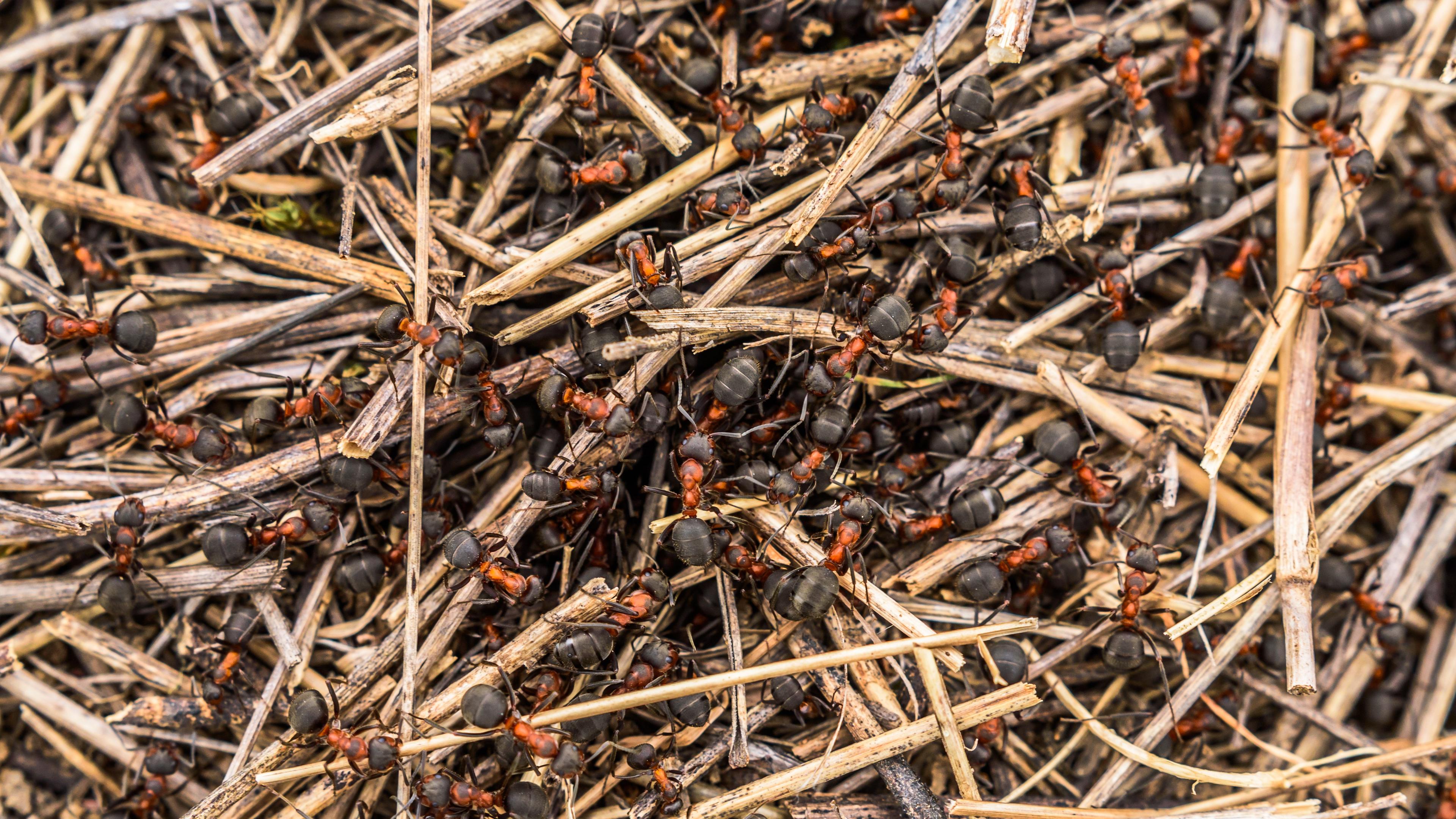 Ameisen vermehrt auf einem Haufen 