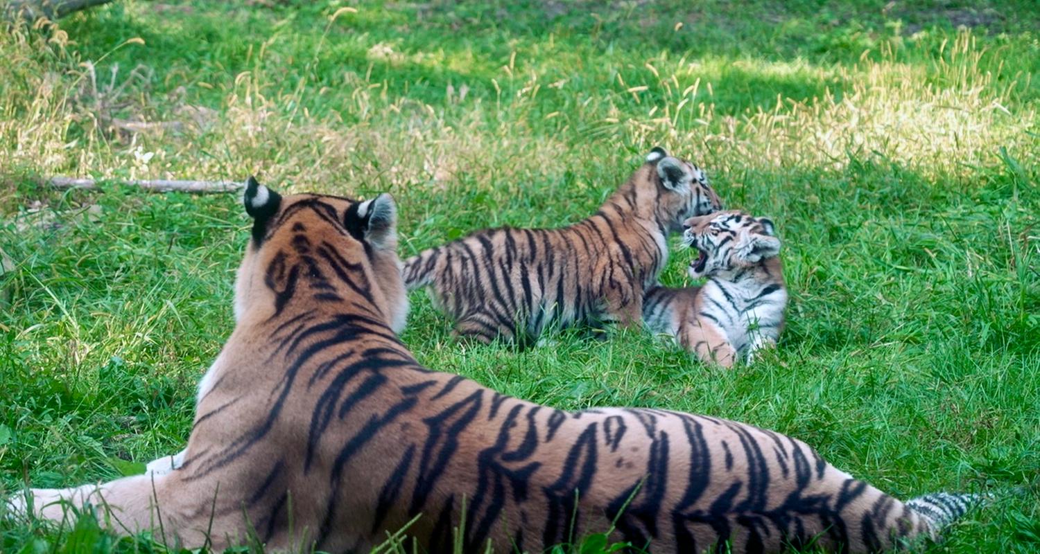 Minnesota: Erster öffentlicher Auftritt für die drei Monate alten Amurtiger "Andrei" und "Amaliya" - unter Aufsicht der Mutter Dari.