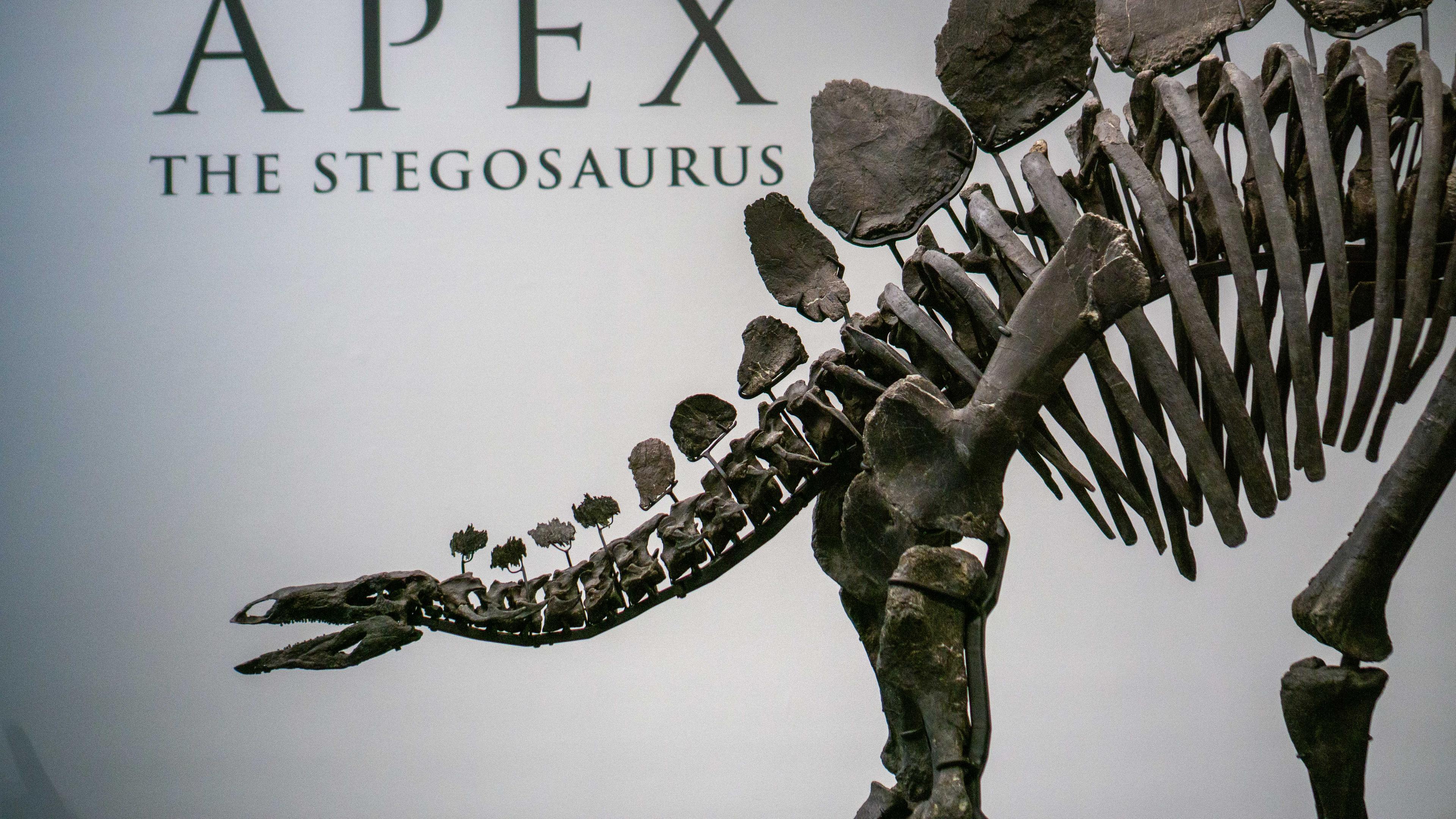 Das Skelett eines Stegosaurus