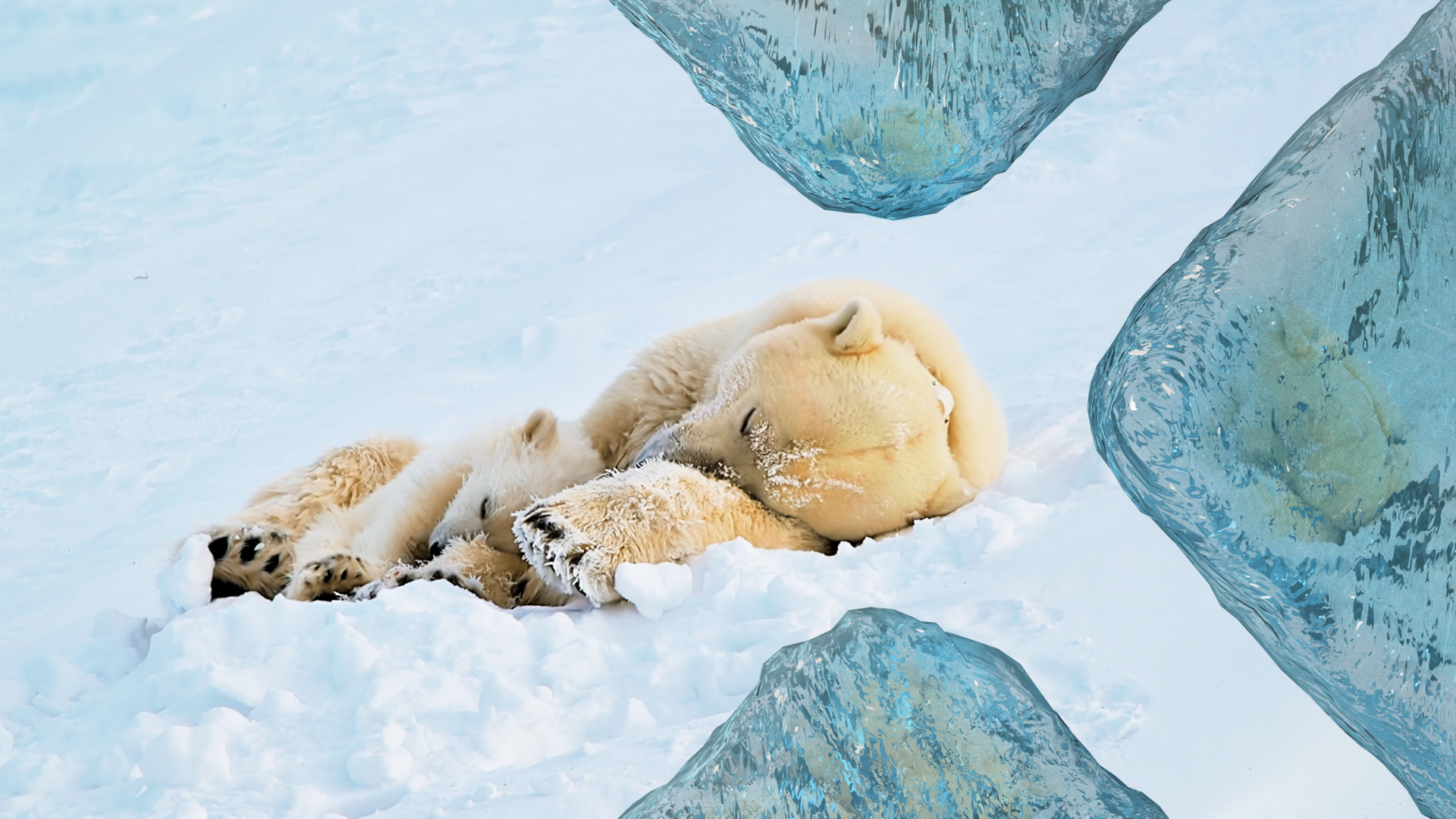 Eisbärin "Misha" liegt mit Tochter "Flocke" beim Mittagsschlaf in Spitzbergen. Sie kuscheln sich beide im Schnee aneinander.