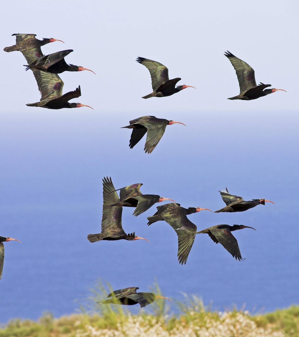 Waldrappen im Flug