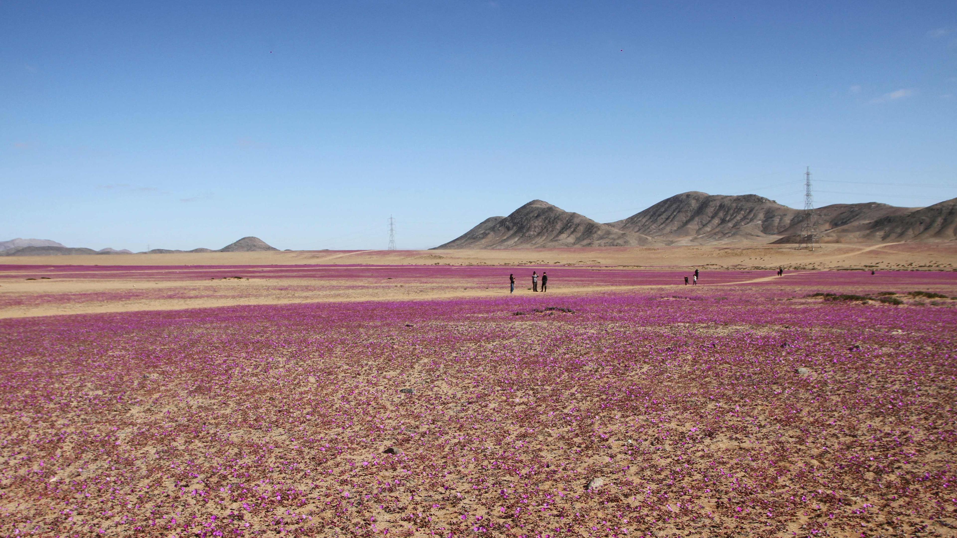 Luftaufnahme der mit Blumen bedeckten Atacama-Wüste in Copiapo, Chile, aufgenommen am 10. Juli 2024.