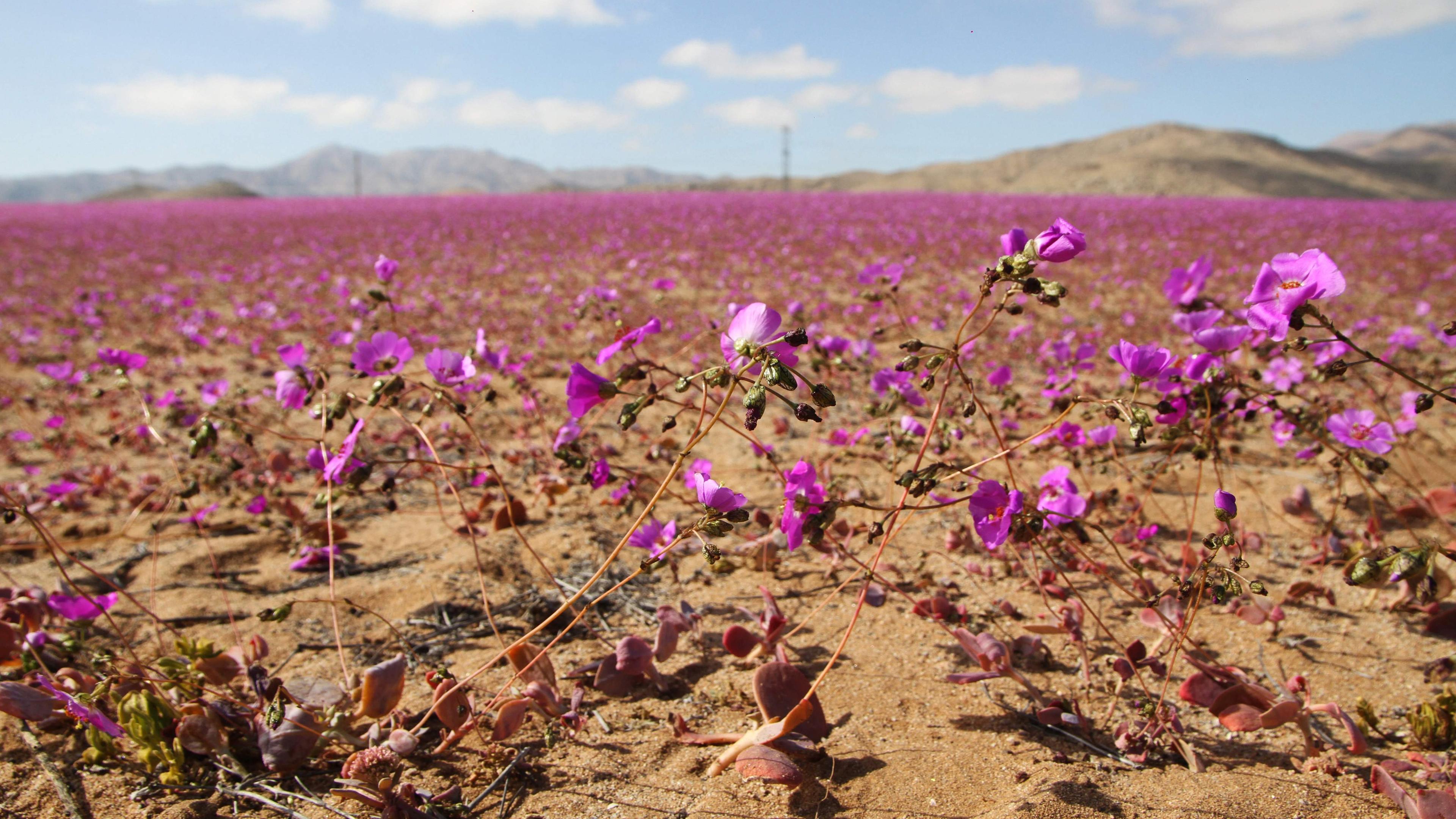 Luftaufnahme der mit Blumen bedeckten Atacama-Wüste in Copiapo, Chile, aufgenommen am 10. Juli 2024.