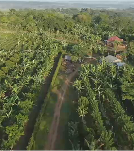 Vanille-Farm von Auswanderer Clemens in Uganda