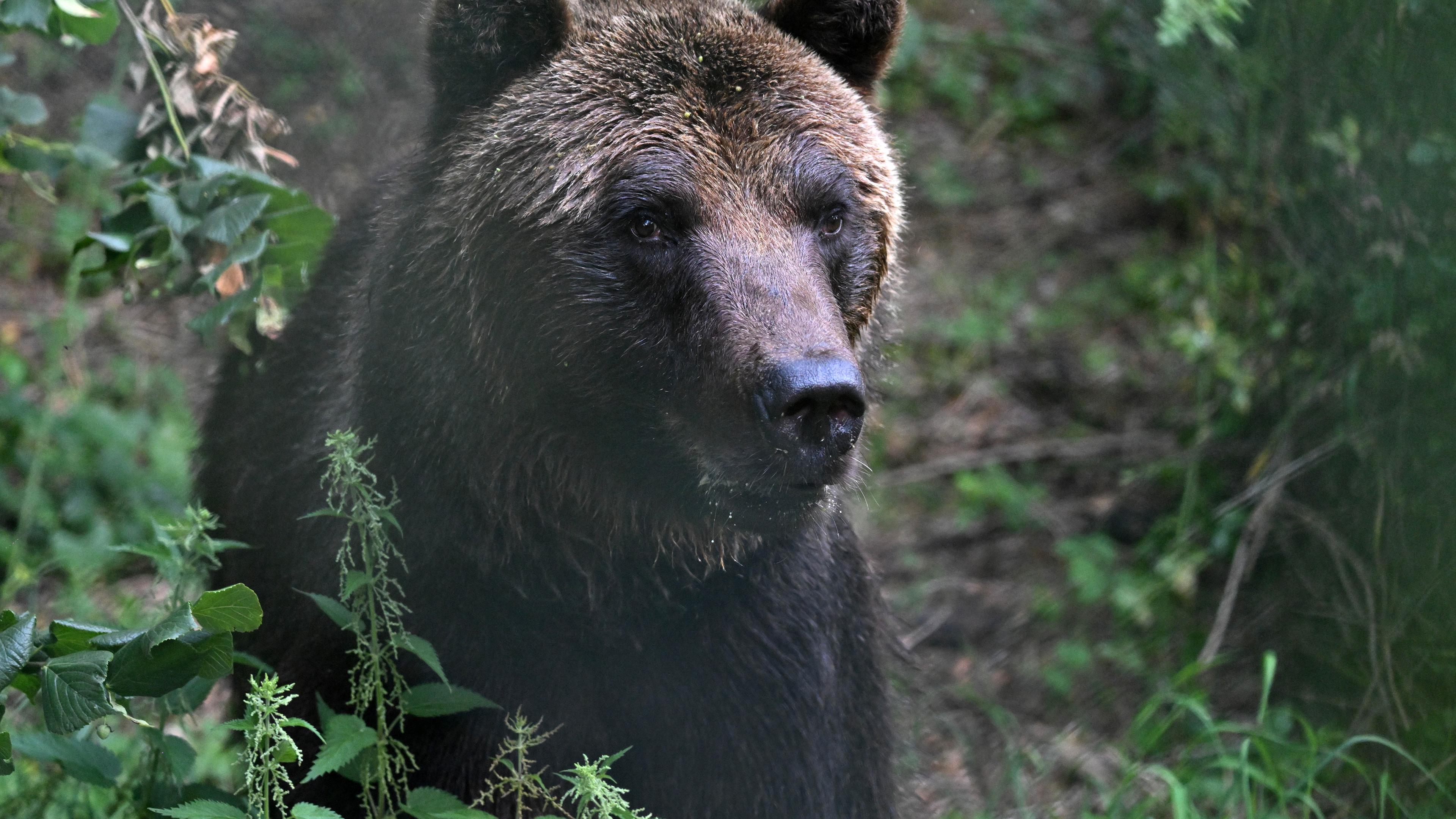 Alternativer Bärenpark Worbis