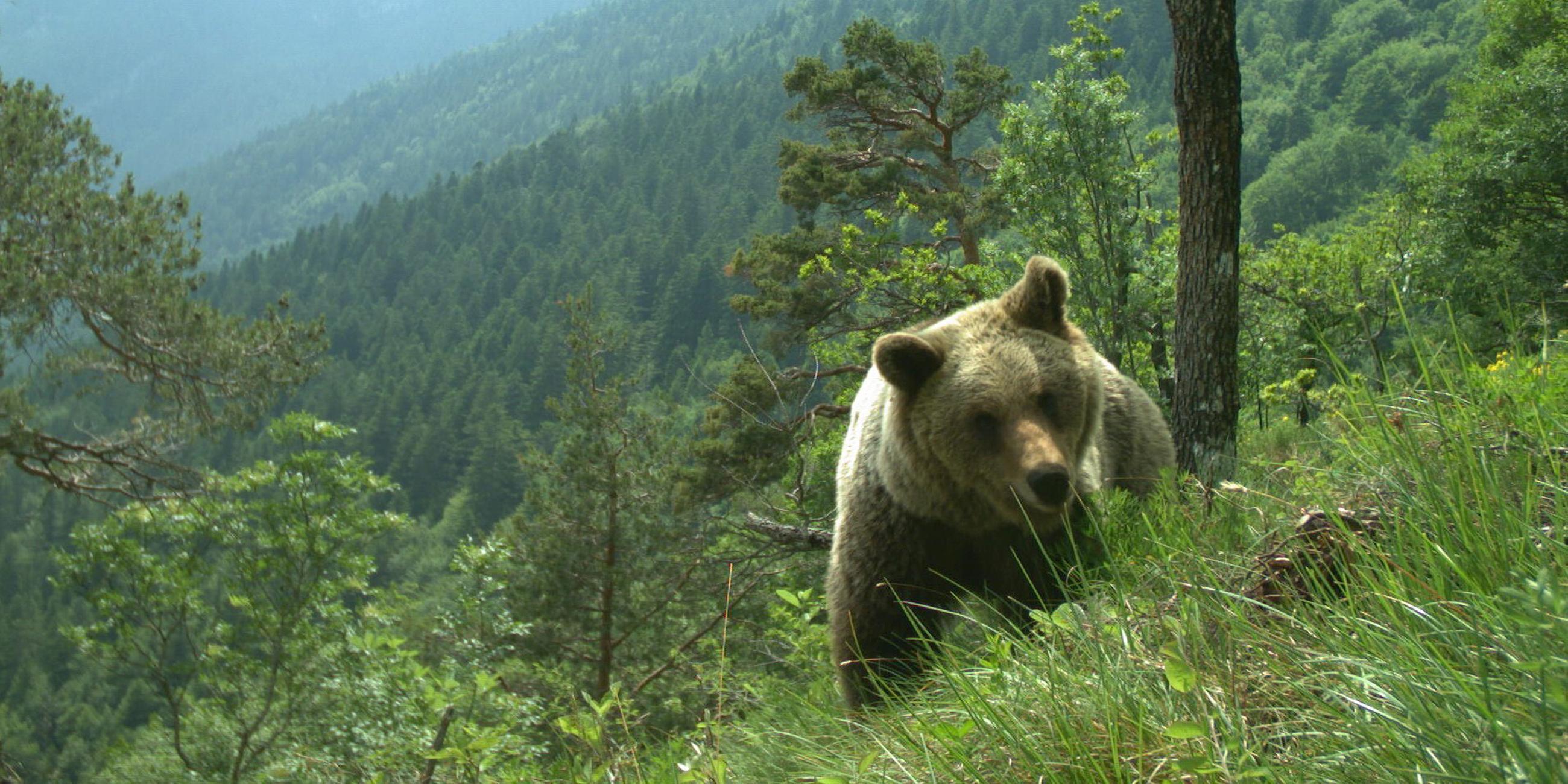 Bär im Trentino, Oberitalien