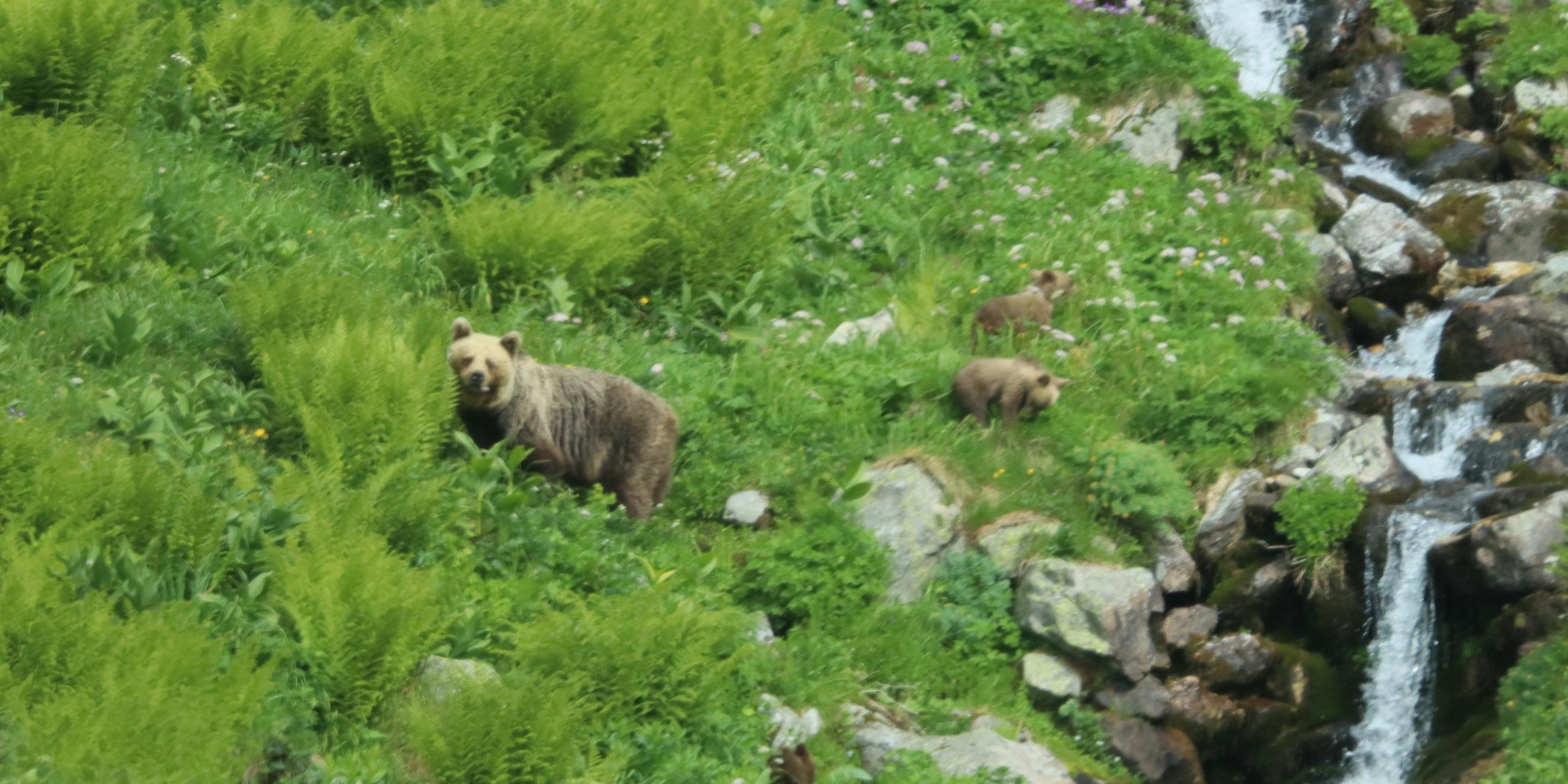 Frei lebende Bären in der Slowakei