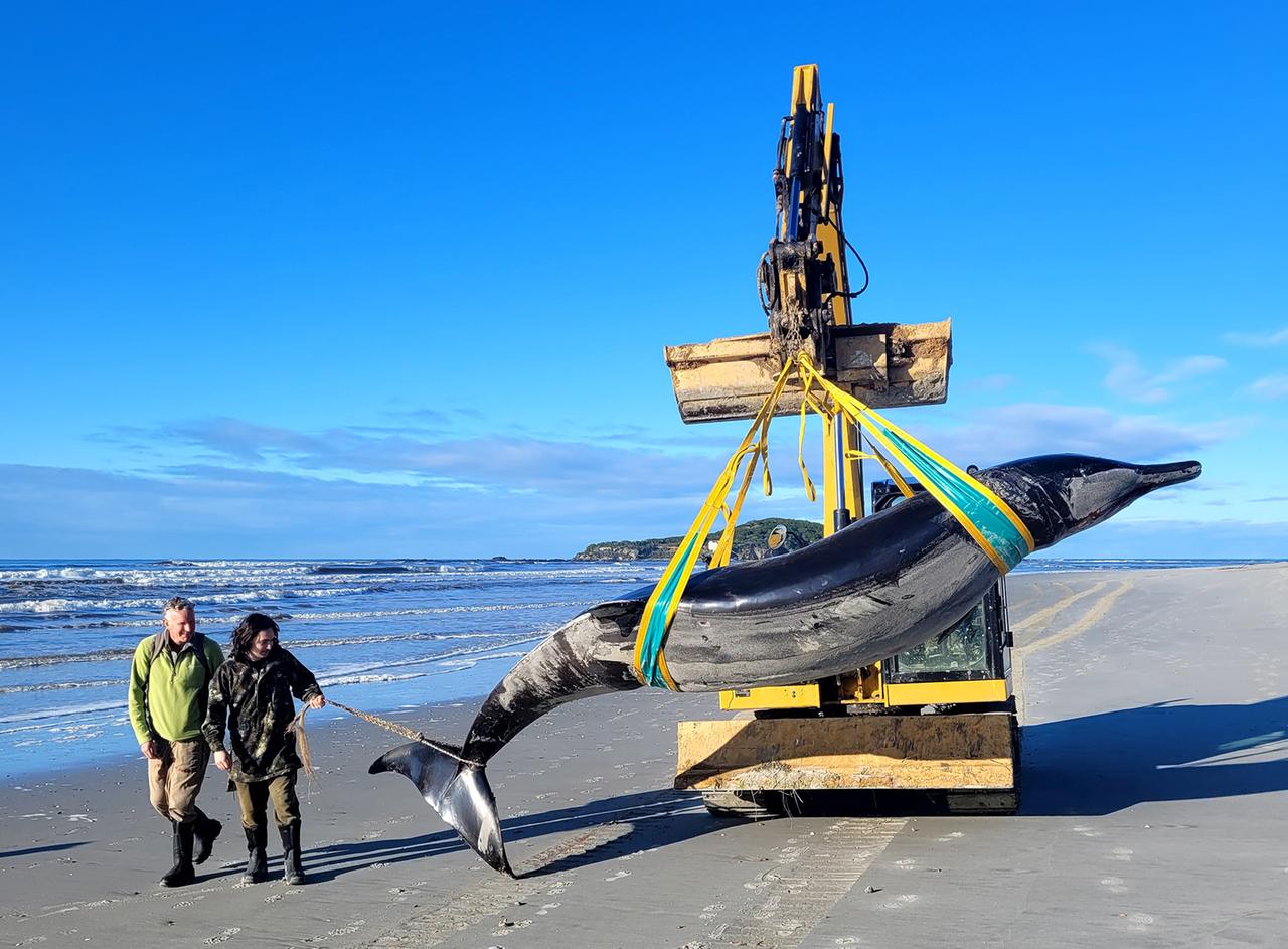 Die vom New Zealand Department of Conservation zur Verfügung gestellte Aufnahme zeigt einen Bahamonde-Schnabelwal, der an einem Strand in der Region Otago an Land gespült wurde