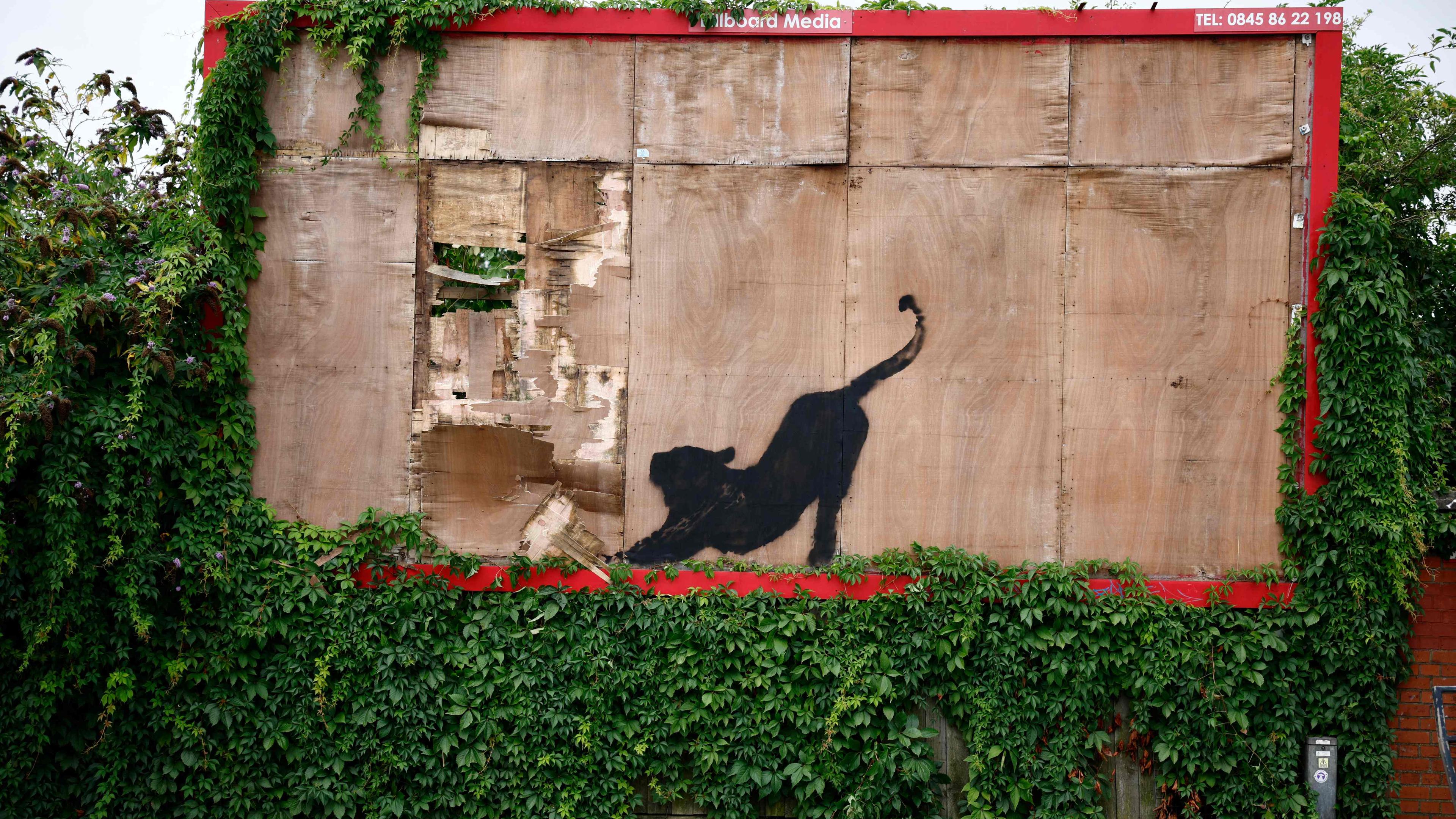 Neues Banksy-Kunstwerk in London, welches eine große Katze auf einer Werbetafel zeigt.