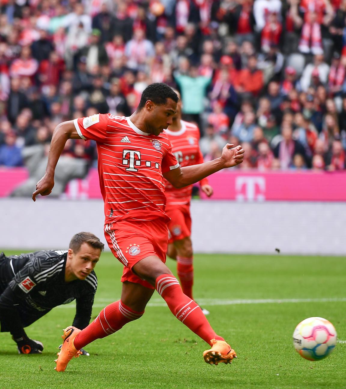 Serge Gnabry vom FC Bayern München erzielt beim Bundesliga-Fußballspiel zwischen dem FC Bayern München und dem FC Schalke 04 am 13.05.2023 in München die 4:0-Führung.