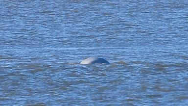 Ein Beluga-Wal in der Themse nahe London.