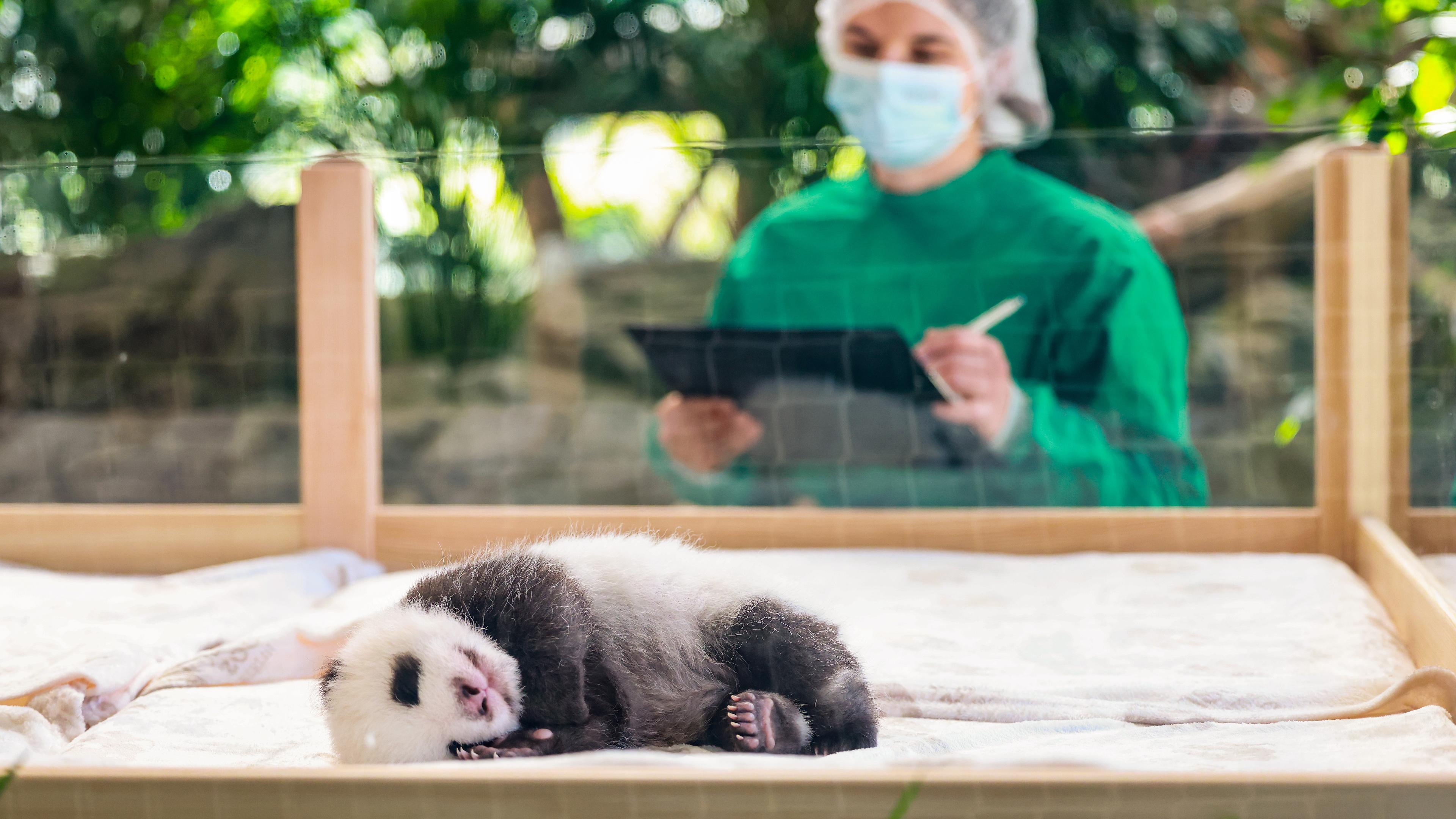 Pandababy in Berliner Zoo