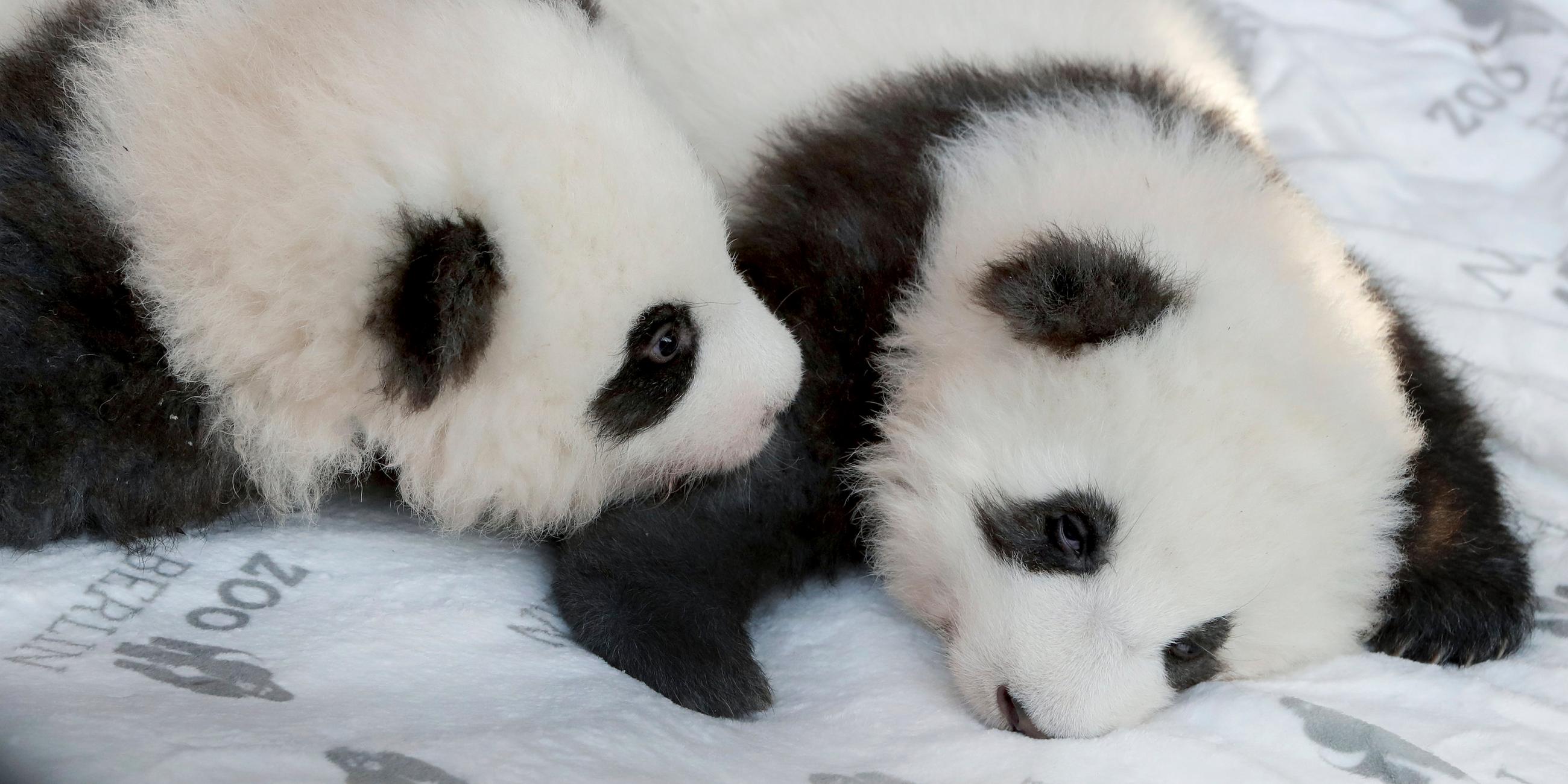 Die Berliner Pandababys Meng Xiang und Meng Yuan am 09.12.2019 in Berlin.