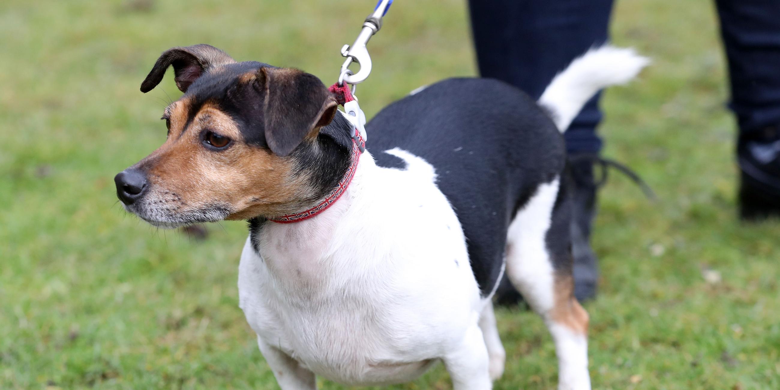 Großbritannien, Windsor: Beth, der Hund der Königin Camilla